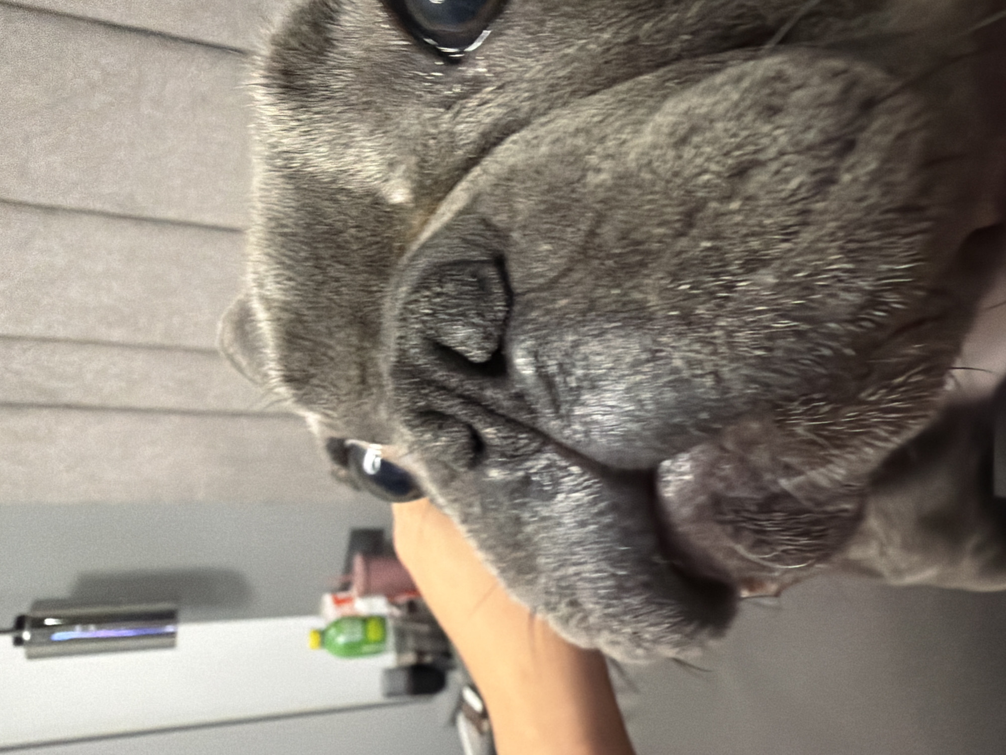 The image shows a close-up, angled shot of a gray French bulldog's face. The dog's eyes are large and dark, and its snout is wrinkled. A human hand is visible on the left side of the frame, gently touching the dog's face. In the background, there is a blurred image of what appears to be a home interior. The scene does not provide any specific information about the city of Ruse, Bulgaria, or any other identifiable city.