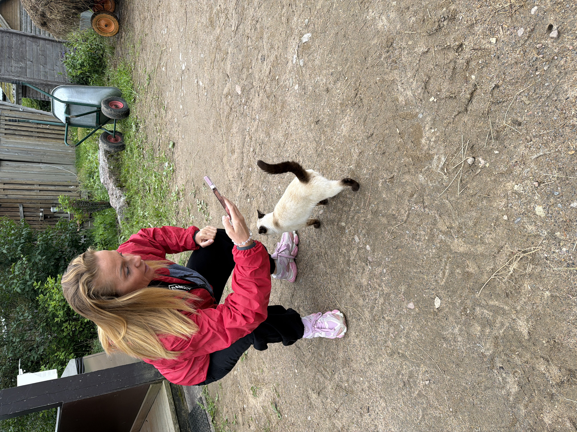 A woman with blonde hair is crouching down to interact with a Siamese cat. She is wearing a red jacket, black pants, and pink sneakers. She is holding a pink cell phone in her right hand, and the cat is looking up at her. The cat is predominantly white with brown points on its ears, face, and tail. The scene takes place outdoors on a dirt path, with a building and greenery in the background. The location is identified as Лемболовская Твердыня, Russia. Other objects visible in the background include a wheelbarrow and hay.
