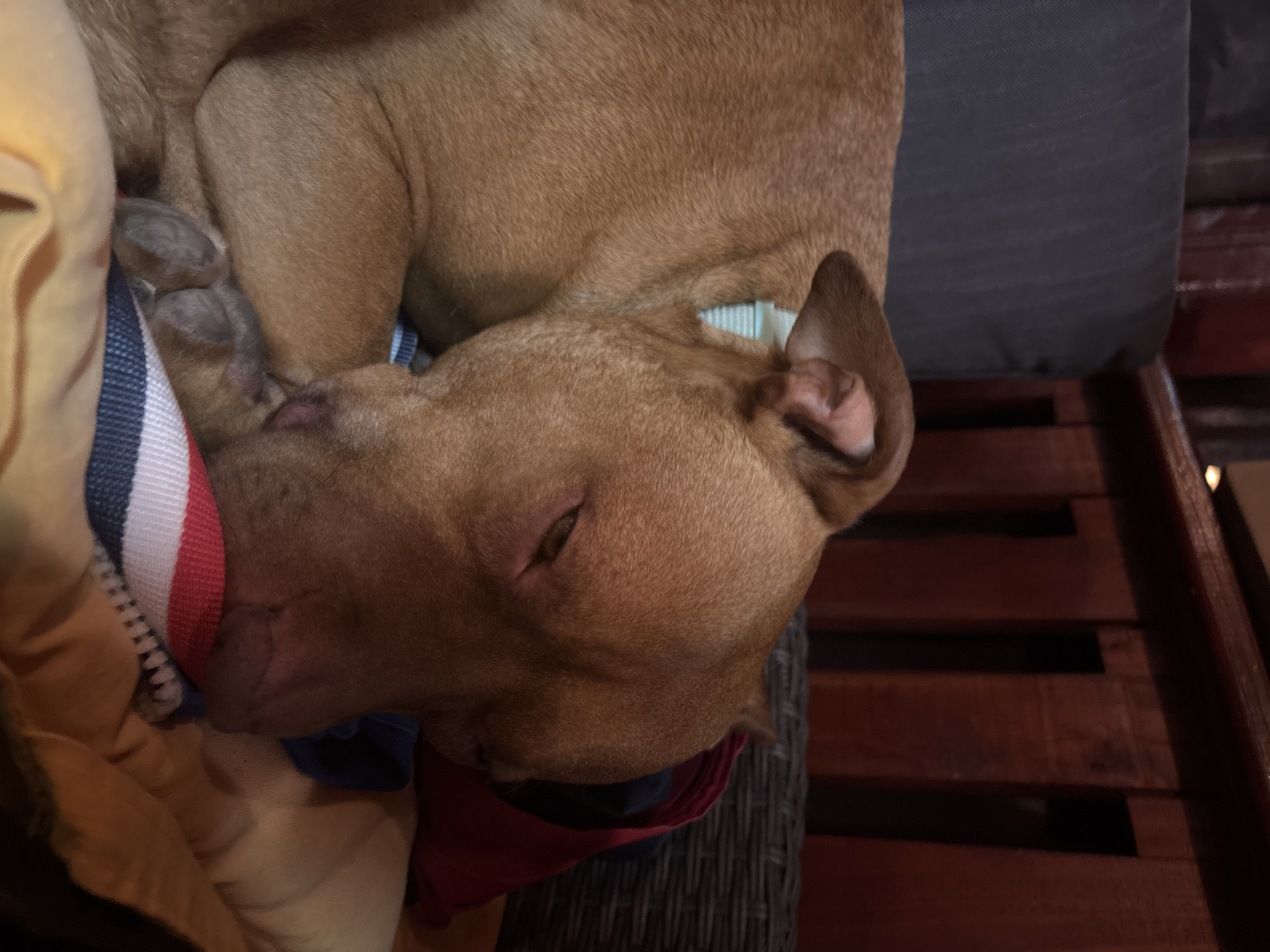 A tan dog with short fur is curled up, resting its head on a striped, partially zipped jacket with a beige lining. The jacket has a white zipper, red stripe, and blue stripe. The dog is lying on a dark gray cushion, which sits on a dark wooden surface with spaced slats, resembling a patio chair. The dog's ear is visible, showing a pink interior. The photograph seems to have been taken indoors or in a covered outdoor area. The location of Lom, Bulgaria is not evident.