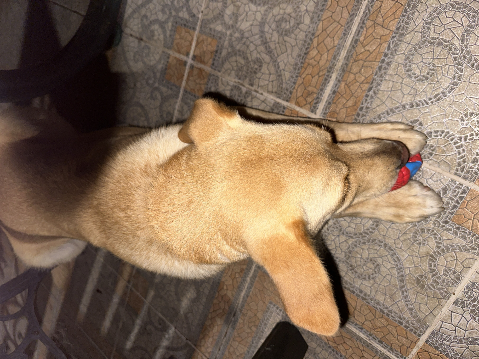 The image shows a light brown dog lying on a tiled floor, with its head down, interacting with a small blue and red toy. The dog's ears are floppy. The floor is covered in square tiles with a patterned design. In the background, there are dark shadows, suggesting artificial lighting or the presence of furniture. No location in the city of Sochi, Russia, is visible or suggested by the image content.