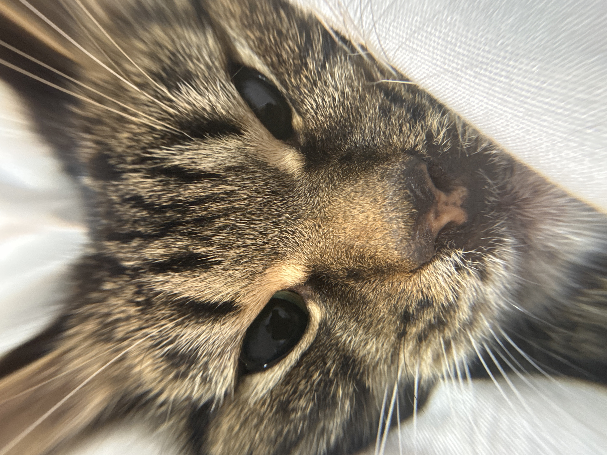 A close-up, tilted, photograph of a brown tabby cat's face. The cat's face is angled towards the upper right corner of the frame. The cat has black eyes, a pink nose, and white whiskers. The background is white and slightly blurred. There is no evidence suggesting the location is Chernushka, Russia.
