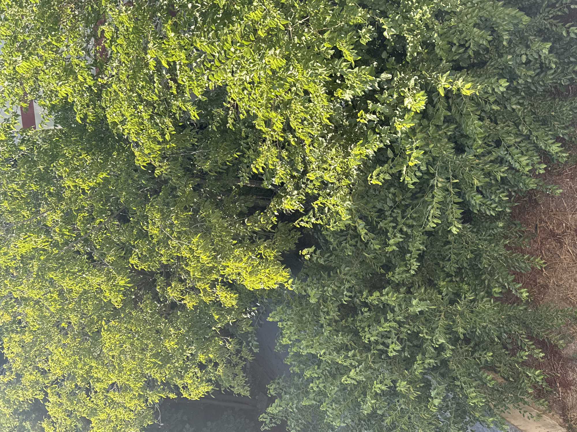 The image shows a close-up view of dense green foliage, likely from a tree or shrub, with sunlight filtering through the leaves, creating bright highlights. The leaves are small and oval-shaped, arranged on thin branches. In the upper right portion of the image, a portion of a building with horizontal red and white stripes is visible, partially obscured by the greenery. The ground below the foliage appears to be covered in dry, brown organic material, possibly mulch or dead leaves. The overall impression is of a natural scene within an urban environment. There is no clear indication of the city of Gungoren, Turkey.