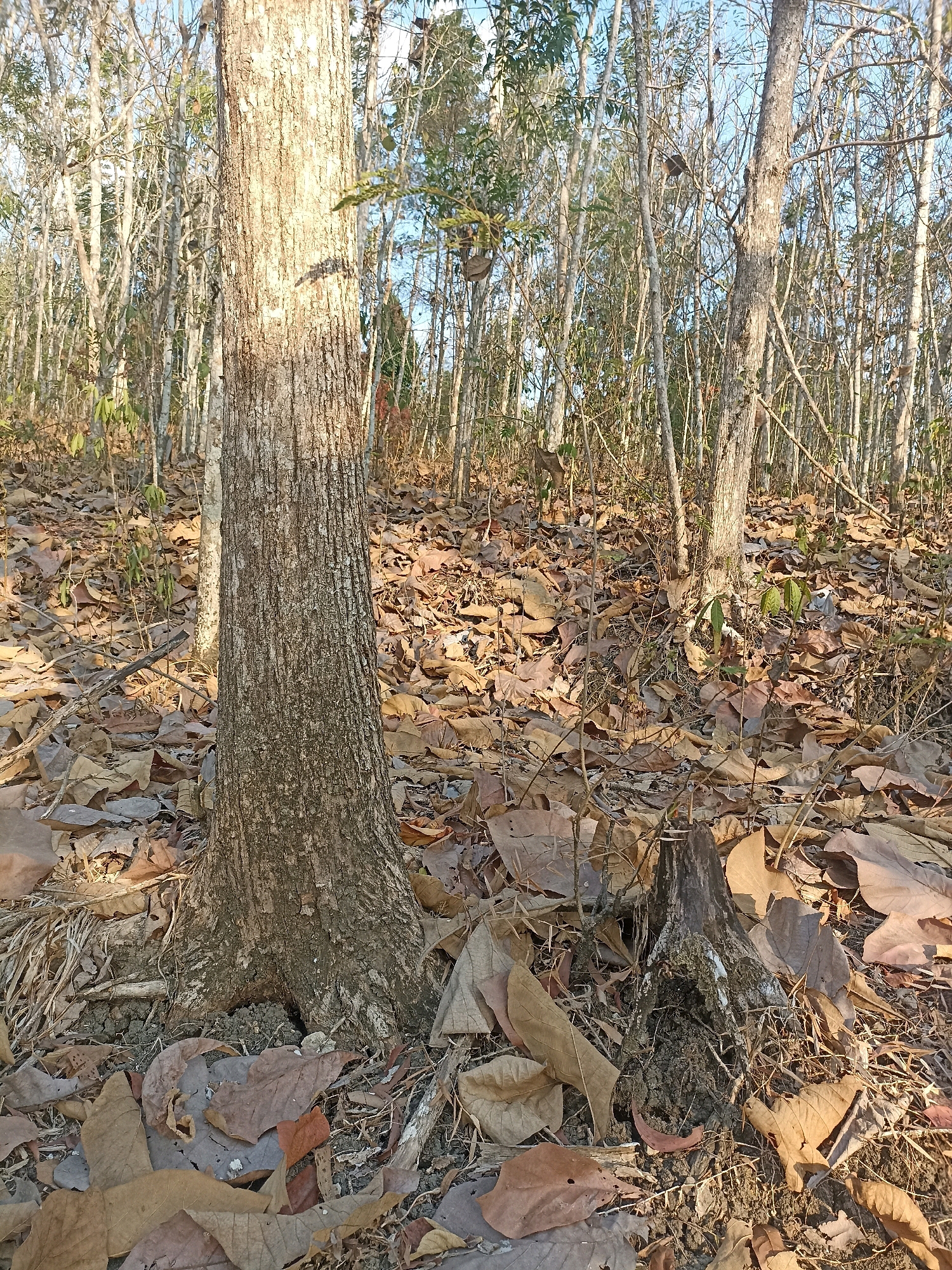 The image depicts a forest floor covered in dry leaves, with several trees of varying sizes. In the foreground, a large tree trunk is prominent, showing textured bark. To the right of the large tree, a small tree stump is visible, surrounded by fallen leaves and debris. The background shows a dense arrangement of trees with slender trunks and branches, suggesting a natural environment. The sky is visible through the sparse canopy, appearing clear and blue. The overall scene conveys a sense of a natural, somewhat dry forest landscape. There are no people or animals visible in the image, and no specific actions or interactions are taking place. The location is identified as Widoro, Indonesia.