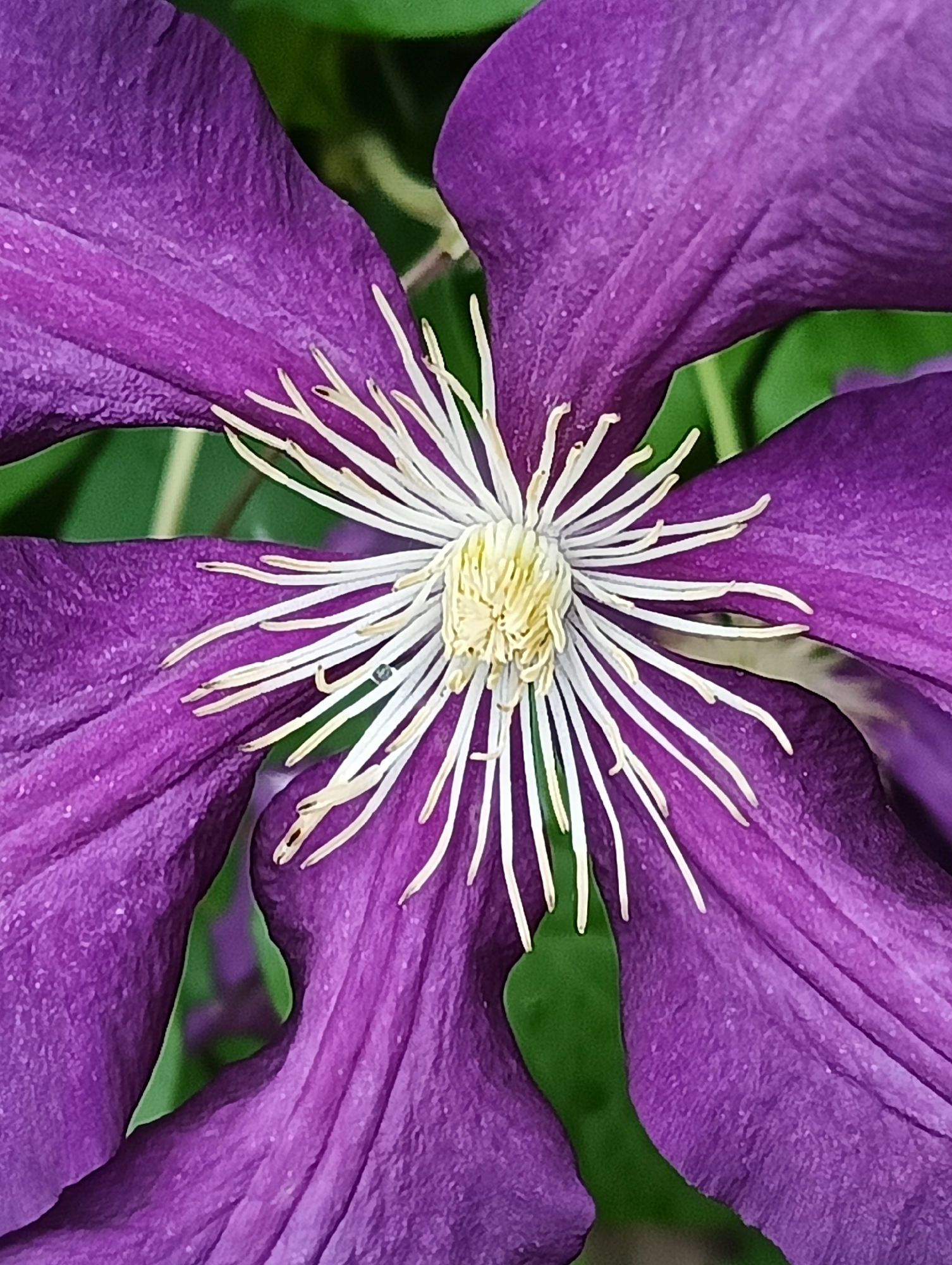 A close-up photograph captures the vibrant, intricate details of a purple flower, likely a Clematis, in Biliaivka, Ukraine. The image focuses on the heart of the bloom, showcasing its deep purple petals and a prominent central cluster of stamens.
The petals are a rich, velvety purple hue, displaying a textured surface with subtle creases and fine granular details, particularly evident in the provided crop views. The folds and undulations of the petals add depth and softness to the composition.
At the core of the flower, numerous long, slender stamens radiate outwards. These stamens feature bright white filaments topped with distinct yellow anthers, creating a striking contrast against the dark purple background of the petals. A tiny dark speck, possibly a small insect or debris, is visible on one of the white filaments near the center.
Blurred green foliage is visible in the background, suggesting a natural outdoor setting for the blooming flower. The lighting appears soft and natural, illuminating the intricate structures without harsh shadows. No specific activity is depicted other than the flower being in bloom. There is no visible text within the image.