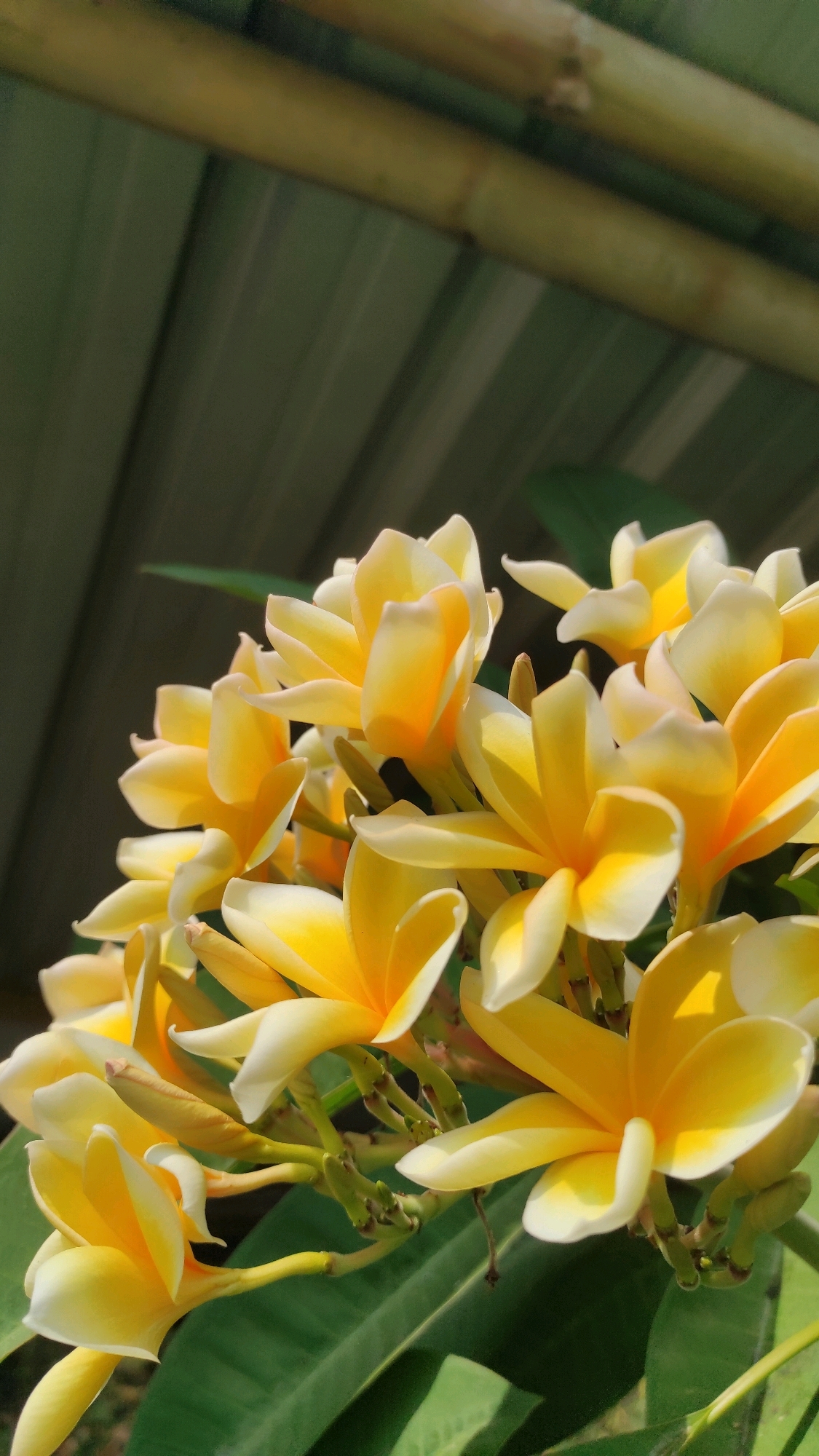 This is a close-up, vertically oriented outdoor photograph of a cluster of yellow and white plumeria flowers in bloom, set against a blurred background of green leaves and a corrugated metal roof structure with bamboo poles overhead. The lighting suggests a bright, sunny day, casting shadows and highlighting the delicate curves of the petals. The flowers are in various stages of opening, with some fully bloomed and others still in bud. The image appears to be taken at ground level, looking upwards towards the flowers and the structure above. The location is identified as Guwosari, Indonesia. There are no people or animals present in the image.