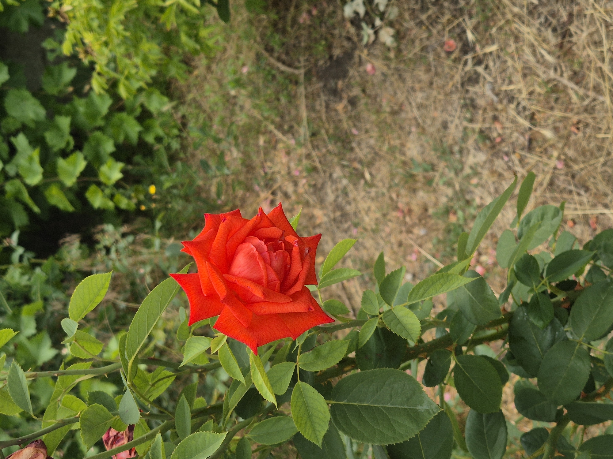 A vibrant red rose blooms on a thorny stem, its petals tightly furled in the center and fanned outwards at the edges. The rose is positioned on the left side of the frame, with its green leaves extending downwards and to the left. The background is a blur of green foliage and dry, brown grass, suggesting an outdoor garden setting. The overall lighting indicates it is daytime. The image was taken in Sozonivka, Ukraine.