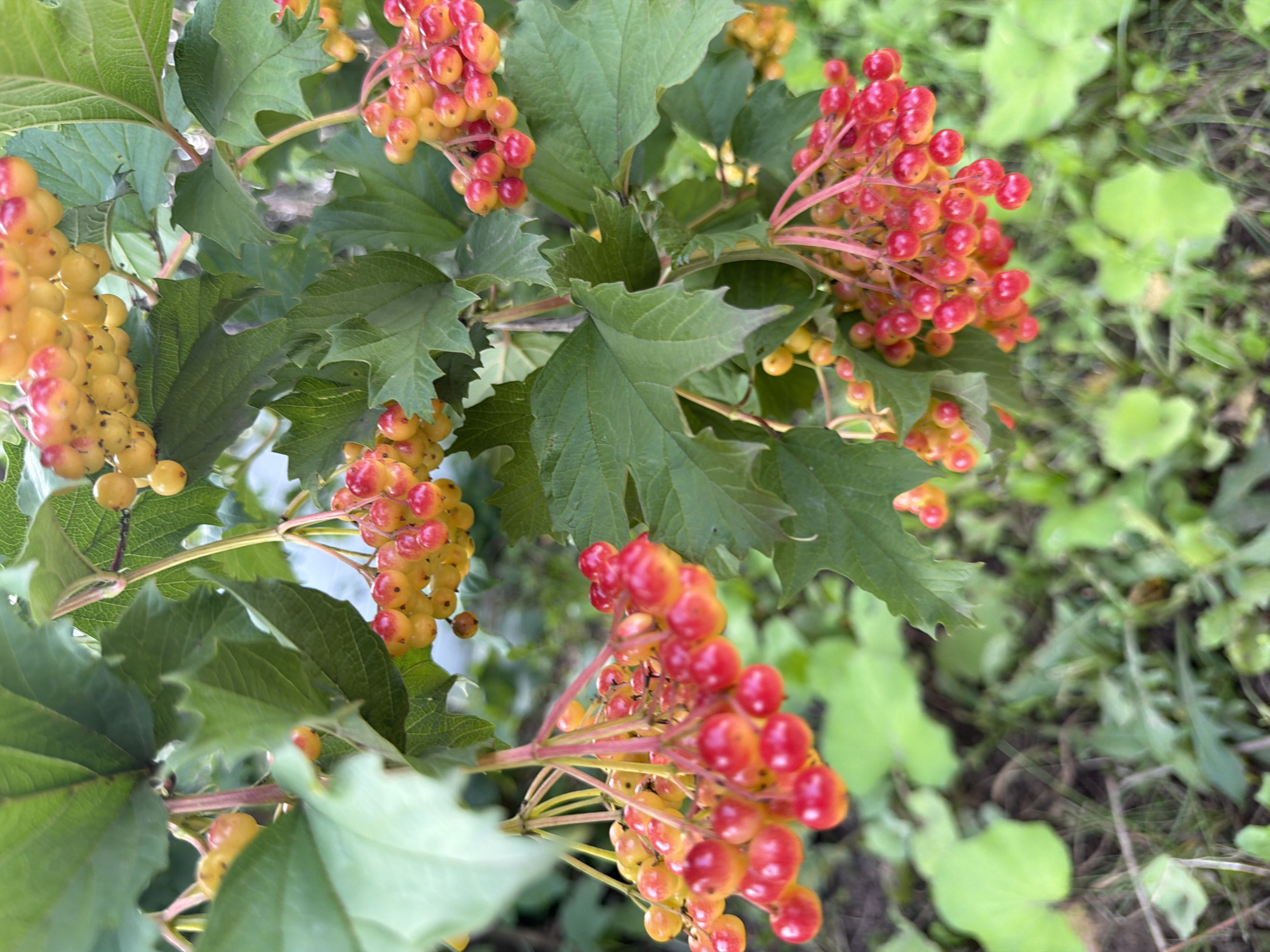A close-up, eye-level shot shows clusters of bright red and yellow berries on a shrub with large, green leaves. The berries are small and round, and they hang in bunches from thin, reddish stems. The leaves are broad and lobed, with serrated edges. The background is a blur of green foliage and brown earth, suggesting an outdoor setting. The image captures the texture and vibrant colors of the fruit and leaves. The scene is devoid of any human presence or activity.