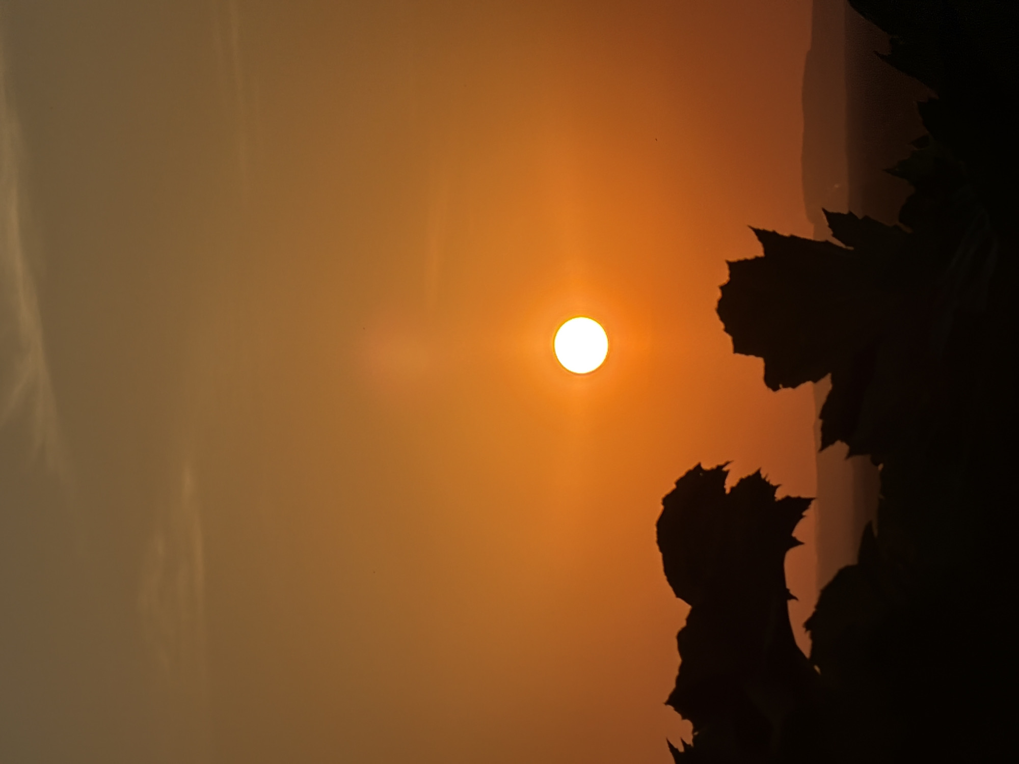 The image captures a sun rising or setting in Noviy, Russia, seen through a hazy, possibly smoky atmosphere. The sun is a bright, slightly diffused disc in the center-right. Silhouetted leaves or trees occupy the right edge of the frame, adding a dark, organic contrast to the warm tones. The left side of the image is filled with a hazy sky gradually fading in intensity. No people or other specific objects are discernible.
