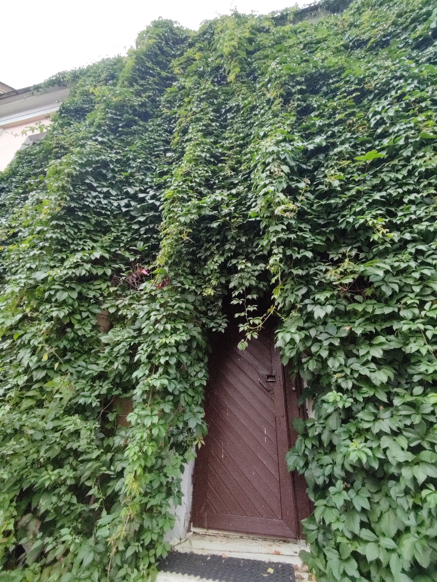 This is a photograph of a building facade in Saint Petersburg, Russia, heavily overgrown with green ivy. The ivy covers most of the wall, obscuring architectural details. A dark brown wooden door with diagonal planks is visible in the lower center of the frame, partially concealed by the foliage. The door has a visible lock mechanism and hinges. The sky above is overcast and white. The image appears to be taken from a slightly low angle, looking up at the ivy-covered wall.