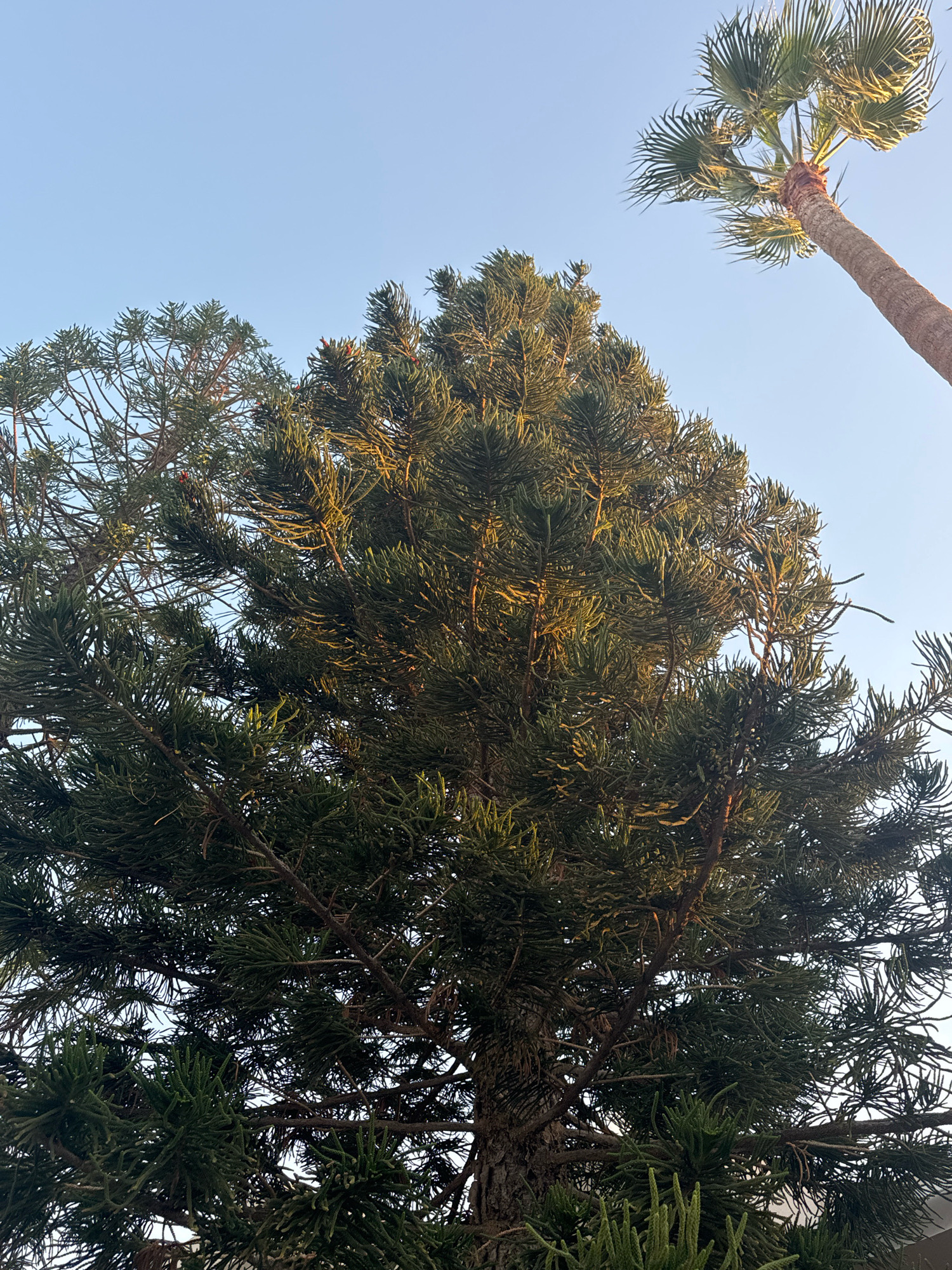 The image shows a close-up view of the top of a large evergreen tree, likely a pine or similar conifer, with its dense branches and needles filling most of the frame. The needles are a dark green, and some are highlighted by sunlight, giving them a yellowish-green hue. A portion of a palm tree trunk and its fronds are visible in the upper right quadrant, silhouetted against a clear, pale blue sky. The scene appears to be an outdoor environment, possibly a park or residential area, given the presence of both types of trees. Based on the architectural style, lighting, and vegetation, the location is identified as Mesa Geitonia, Cyprus. There are no people or active events depicted in the image.