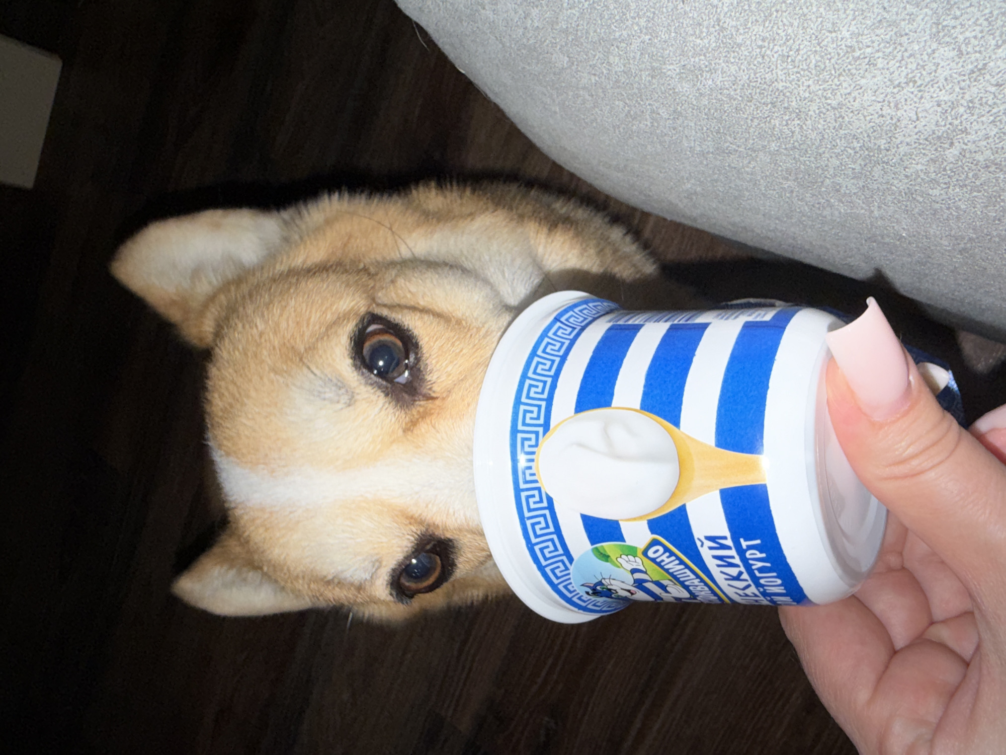 A dog with a cream-colored coat, most likely a corgi, is positioned with its head partially inside a yogurt container. The yogurt container, featuring blue and white stripes, has Cyrillic text printed on it. A hand with light pink fingernails holds the container. The setting appears to be indoors, possibly a home, with a dark wooden floor and a light-colored couch or cushion visible in the background.