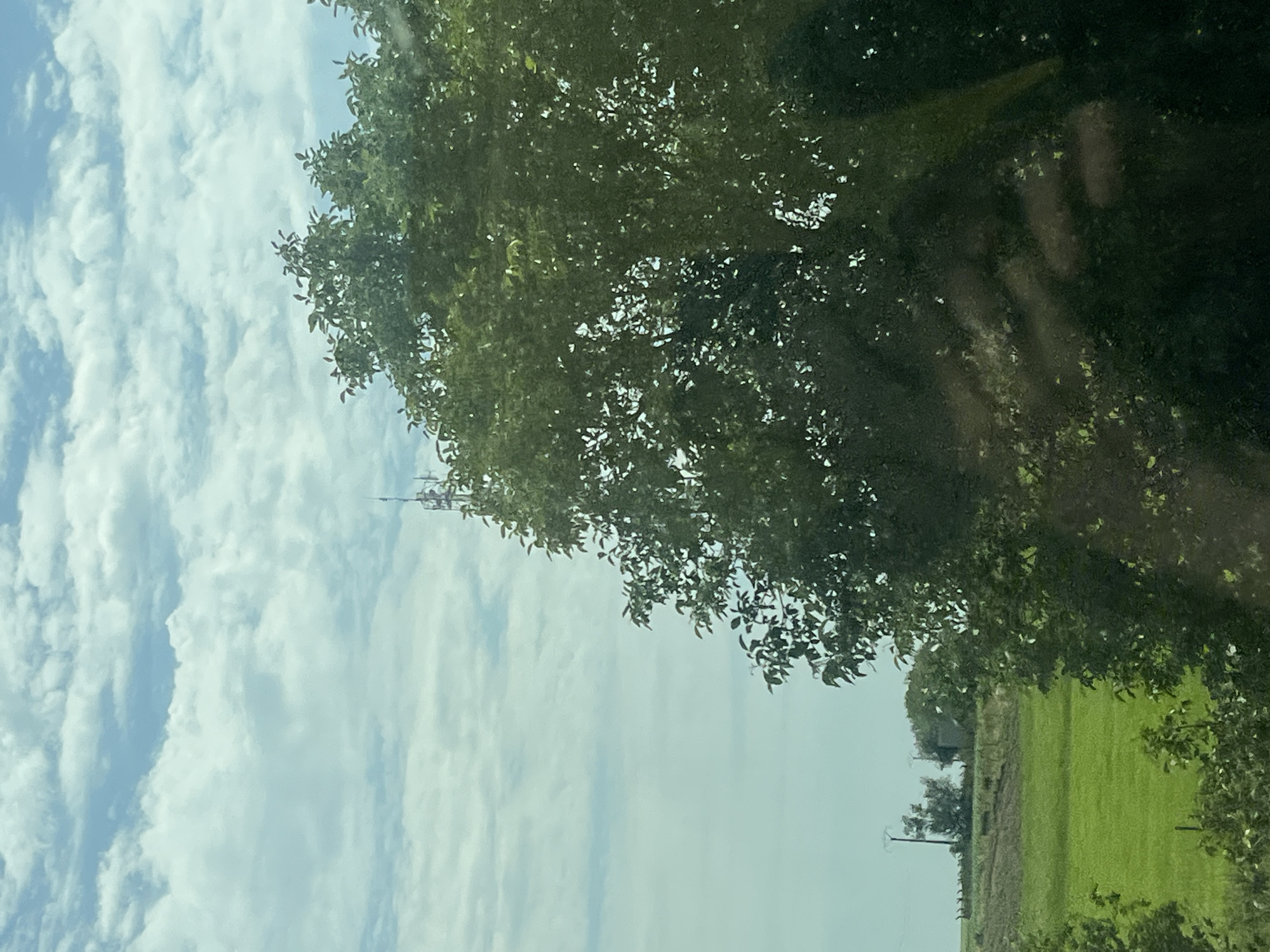 The image is a vertical, slightly blurry photograph of an outdoor scene. The dominant elements are a large, leafy green tree in the foreground and a bright blue sky filled with white, wispy clouds. A narrow strip of green field is visible on the right side of the image, along with some darker vegetation and what appear to be faint structures or trees in the distance. A tall, thin telecommunications tower is visible in the sky to the left of the tree. The lighting suggests it is daytime, likely sunny with some cloud cover. The image appears to have been taken from a moving vehicle, possibly through a window, due to the slight blur and reflection artifacts. There is no discernible text in the image.
