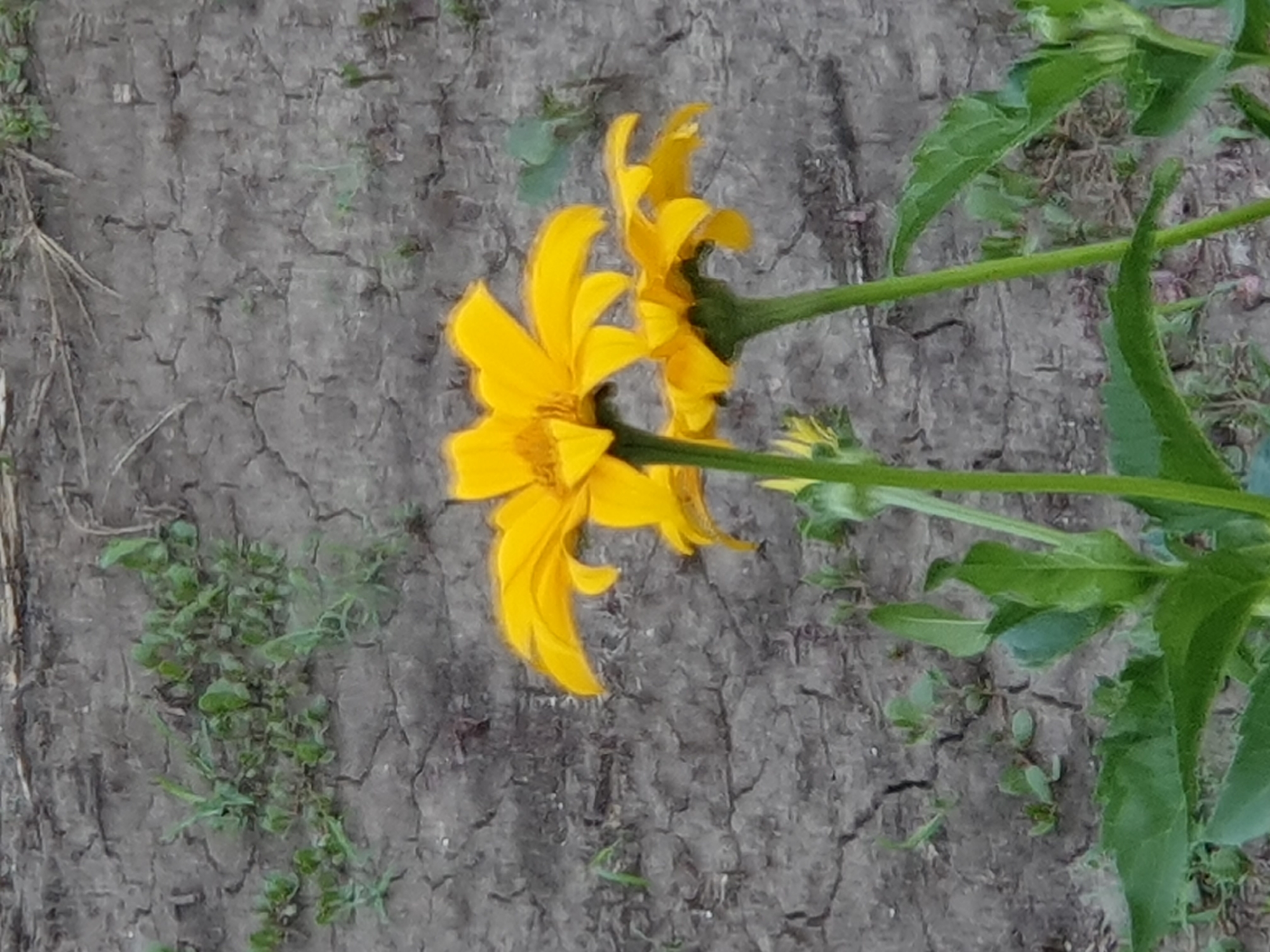 This is a close-up photograph of three yellow flowers in front of cracked, dry earth. The flowers appear to be some variety of daisy or sunflower, with bright yellow petals and darker centers. Two of the flowers are in focus in the foreground, with their stems and green leaves visible. The third flower is partially obscured by the other two and is also in focus. The background consists of dry, gray soil with visible cracks and some sparse green vegetation growing. The image appears to be taken outdoors, likely in a natural setting or garden. The overall impression is one of vibrant life contrasted with arid conditions. The location is identified as Novoivanivka, Ukraine.