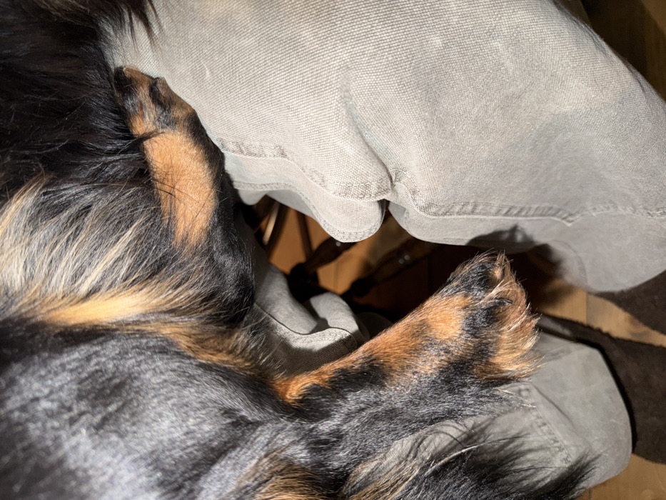 The image captures a close-up view of a dog resting on what appears to be a person's lap or legs. The dog, likely a long-haired breed, exhibits a striking tri-color coat, predominantly black with significant patches of rich tan or brown fur, particularly visible on its legs and paws. Some lighter, possibly blond or grizzled, fur streaks are also noticeable within the darker coat.
Two of the dog's paws are prominently featured in the frame. One paw is visible in the upper left, partially obscured, while another is clearly seen in the lower right, showcasing the intricate mix of black and tan fur, individual hairs, and visible claws. The dog's body and paws are nestled against a light-colored fabric, which is likely part of a pair of pants worn by the person. This fabric appears to be a sturdy material, possibly canvas or heavy cotton, in a light grey or khaki hue, with discernible texture and visible stitching along the seams.
The composition highlights the tactile interaction between the dog's fur and the fabric, emphasizing a sense of comfort and close companionship. In the softly lit background, hints of an indoor setting are visible, with dark shadows and partial views of what appears to be wooden furniture, possibly the legs or frame of a chair. The lighting is warm and soft, creating a cozy and relaxed atmosphere. The dog seems to be at ease, suggesting a moment of rest or affectionate interaction. No text is visible in the image.