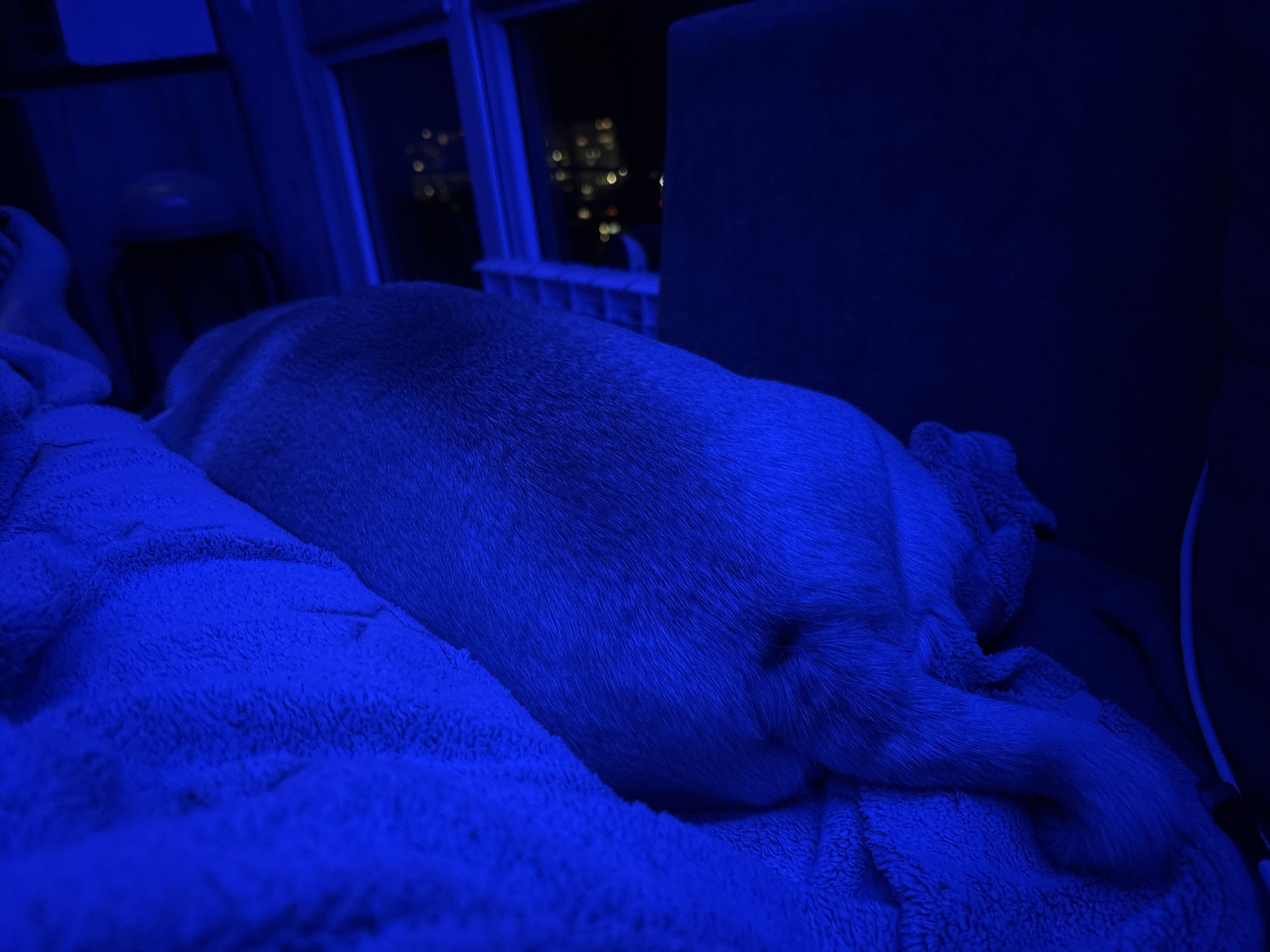 A dog is resting on a blue blanket on a couch. Outside the window are city lights at night. The location cannot be determined to be Sochi, Russia.