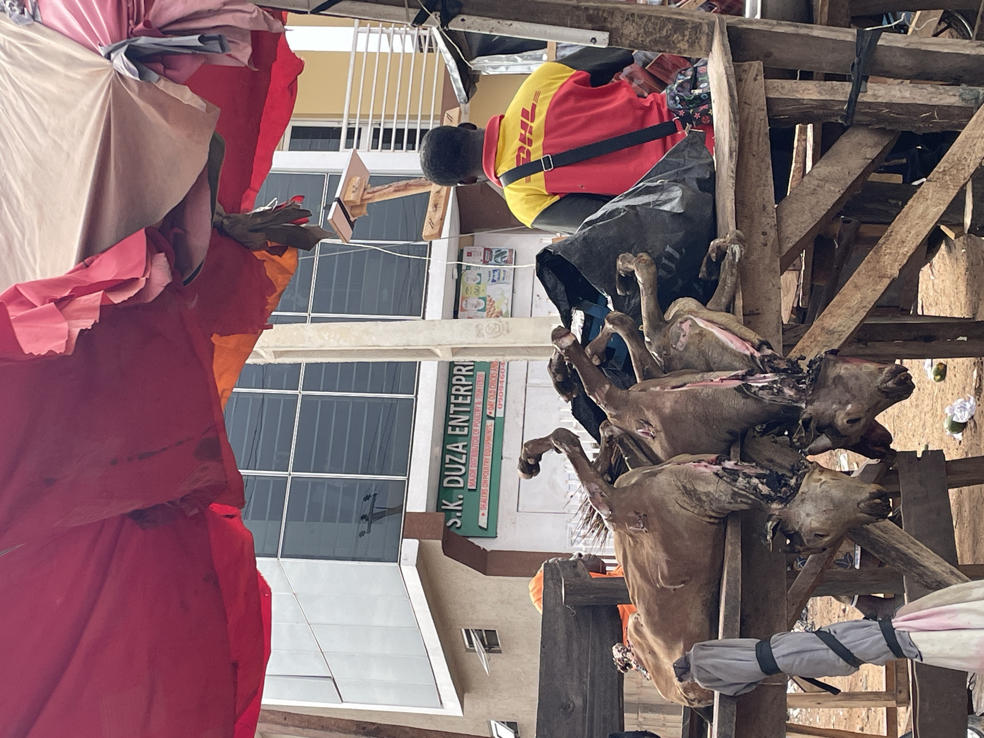 This media file captures a vibrant and somewhat graphic outdoor market scene, likely in Jos, Nigeria. The central focus is a robust, makeshift wooden stall from which several skinned animal carcasses, possibly goats or sheep, are suspended. These carcasses appear to be decapitated or have their necks severed, with some internal tissues visible, indicating they are prepared for sale.
In the midground, a man is visible from behind, wearing a distinctive red and yellow DHL uniform shirt and a black shoulder bag. He appears to be attending to the stall or observing the activity around it. To the far left, draped fabrics in shades of red, pink, and beige suggest an awning or decorative elements of another stall.
The background features a multi-story modern building with large, dark-paned windows and light-colored concrete sections. On the building, a prominent green sign displays text. The ground below the stall shows some debris, possibly discarded husks or packaging materials.
The scene depicts the daily operations of a meat market, with fresh meat displayed for customers. The presence of the man in the DHL uniform adds an element of everyday commerce intersecting with traditional market practices. The bright daylight suggests it is daytime.
Visible text in the image includes:
- "S.K. DUZA ENTERPRI"
- "MAJOR DISTRIBUTOR OF POULTRY & FISH FEEDS"
- "DEALERS ON POULTRY EQUIPMENTS"
- "DAY OLD CHICKS AND"
- A phone number: "09094604"
- "DHL" (on the man's shirt)
- "SHID" (partially visible on a different sign).