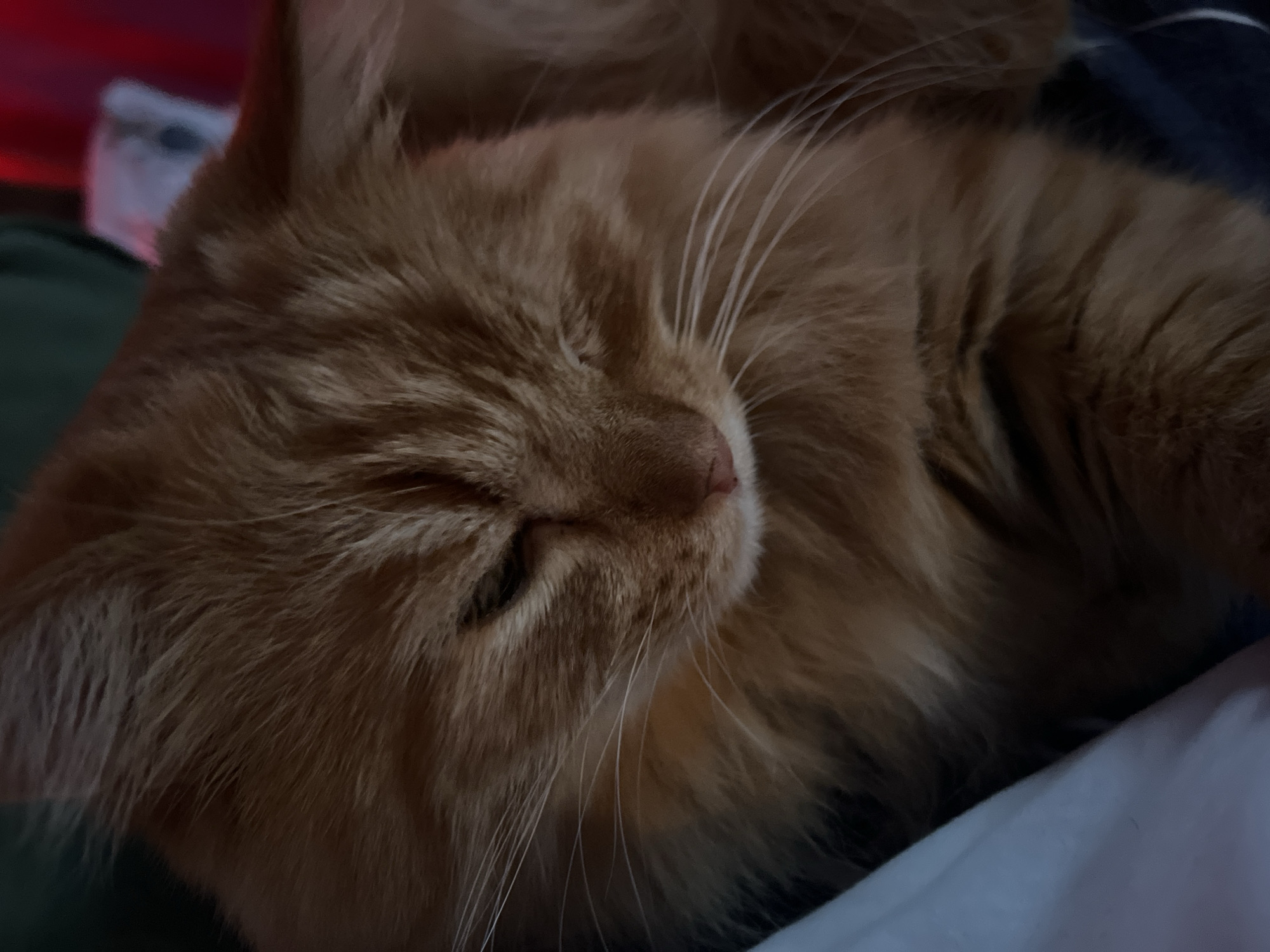 A close-up, dimly lit image features an orange tabby cat resting on a light blue surface, possibly a blanket or pillow. The cat's eyes are mostly closed, its face turned to the side, revealing long, white whiskers. The background includes blurred elements of dark green and red, and a partially visible white object. There is no evidence to suggest that the photo was taken in Chaikovsky, Russia.