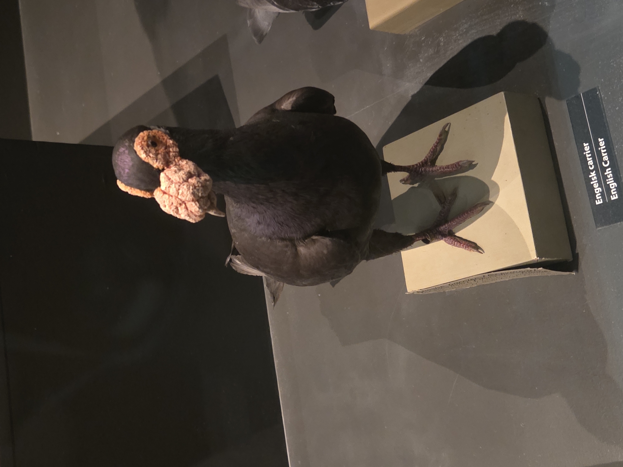 The image shows a taxidermied bird, identified by a label as an "Engelsk carrier" or "English Carrier." The bird is dark-colored with prominent, fleshy growths around its eyes and beak. It is standing on a small, light brown cardboard box, which is placed on a dark, smooth surface. In the background, the scene is dimly lit, with shadows cast on the dark wall and surface. A partial view of another taxidermied bird or object is visible to the right of the main subject. The overall setting appears to be a museum exhibit, possibly in Malmö, Sweden, given the presence of Swedish text on the label.