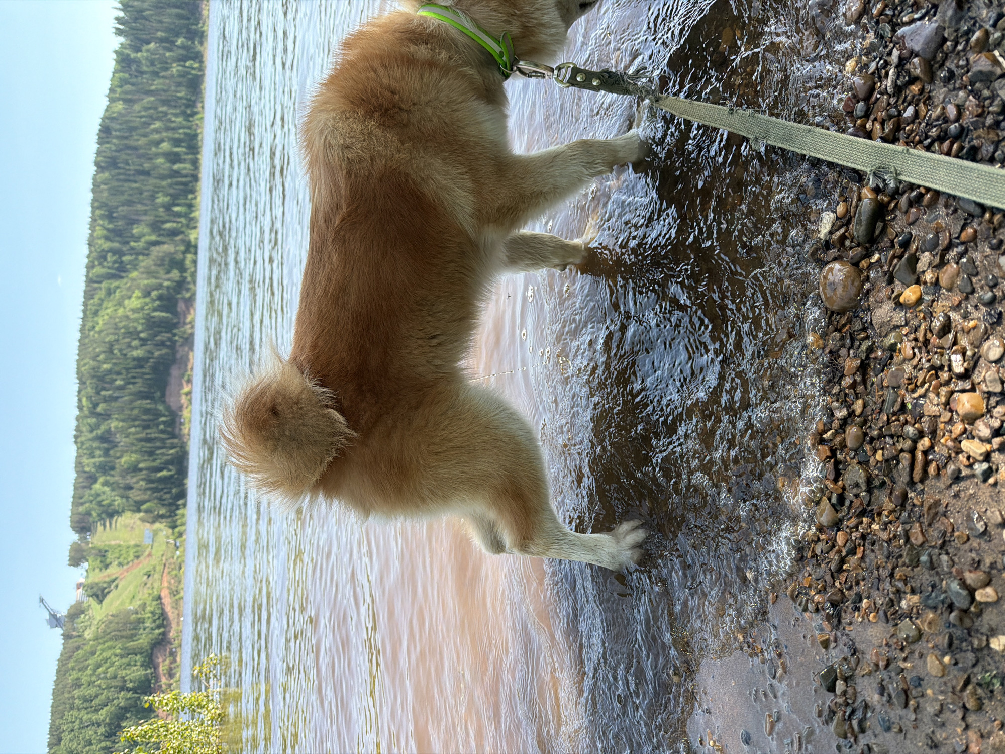 A medium-sized, tan-colored dog with a fluffy tail stands in shallow water at the edge of a body of water. The dog wears a neon green collar and is attached to a green leash that extends onto the rocky shore. The water is murky, and the shoreline is covered with pebbles and small stones. In the background, a lush, green forest lines the opposite shore of the lake or river. On the left of the image is a slope with green vegetation and a building. The photograph appears to be taken in Noviy, Russia, based on the landscape and vegetation.