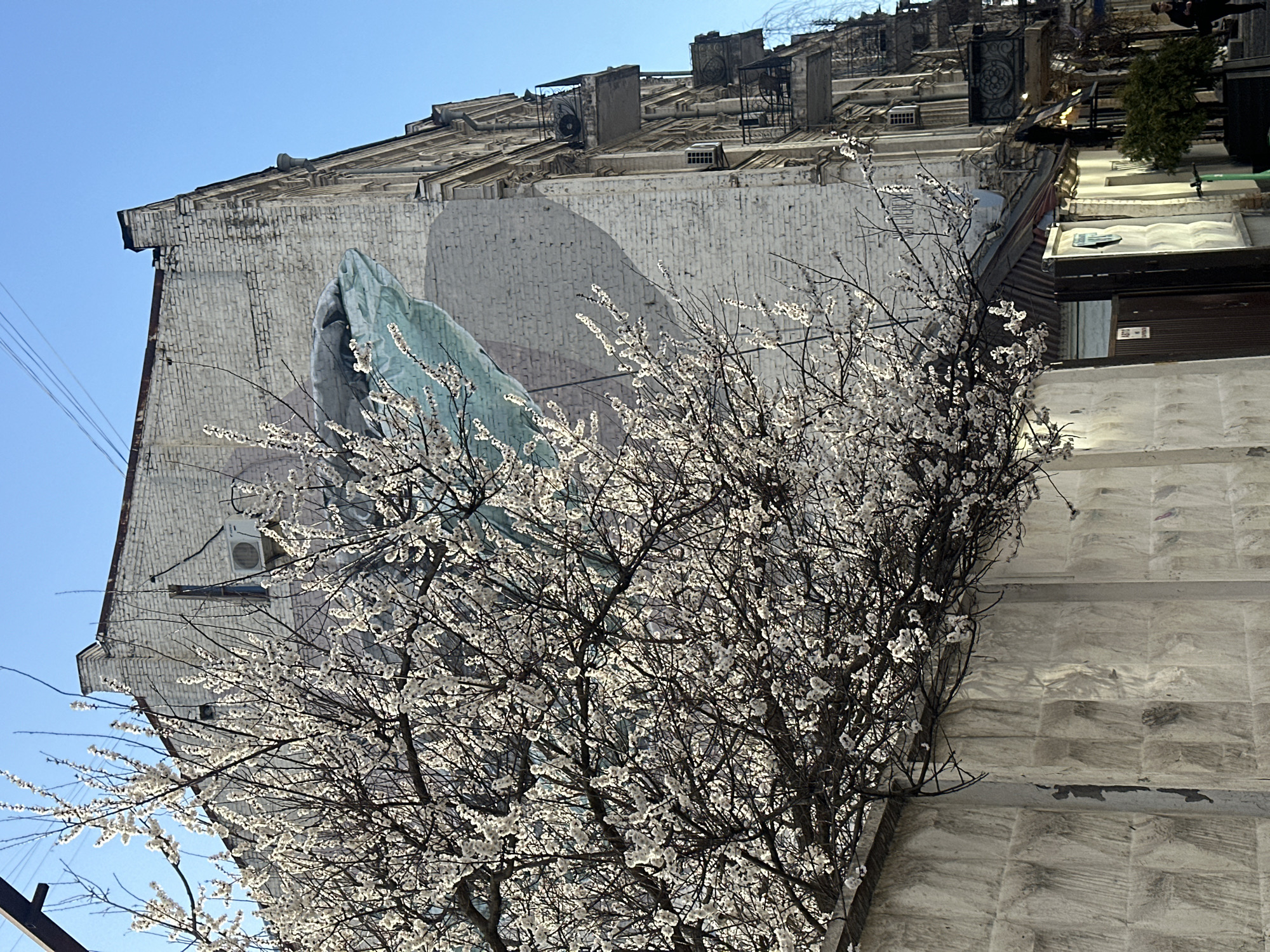 The image shows a view of a building in Kyiv, Ukraine, partly obscured by a flowering tree. The building appears to be multi-story, made of light-colored brick, and features a mural on its side. The mural depicts a pale green and white abstract shape. The building has rooftop features, including what appears to be air conditioning units, antennae, and ornate metalwork. A section of the building to the right is built from large stones and is on a perpendicular axis to the building to the left. The foreground is dominated by the branches of a tree covered in small, white blossoms. The sky is a clear, bright blue.