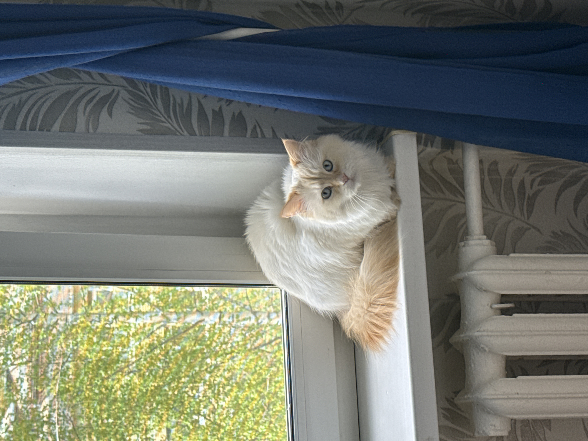 A fluffy, white and light orange cat is perched on a window frame. The window offers a view of trees with green and yellow leaves, suggesting it may be autumn. A white radiator is visible next to the window frame. The wall above the window is covered in patterned wallpaper. A blue curtain hangs partially over the top of the window frame.
While I can see the cat, window, and surrounding objects, I do not have information about the precise location, or other details about the scene beyond what is immediately visible in the image.