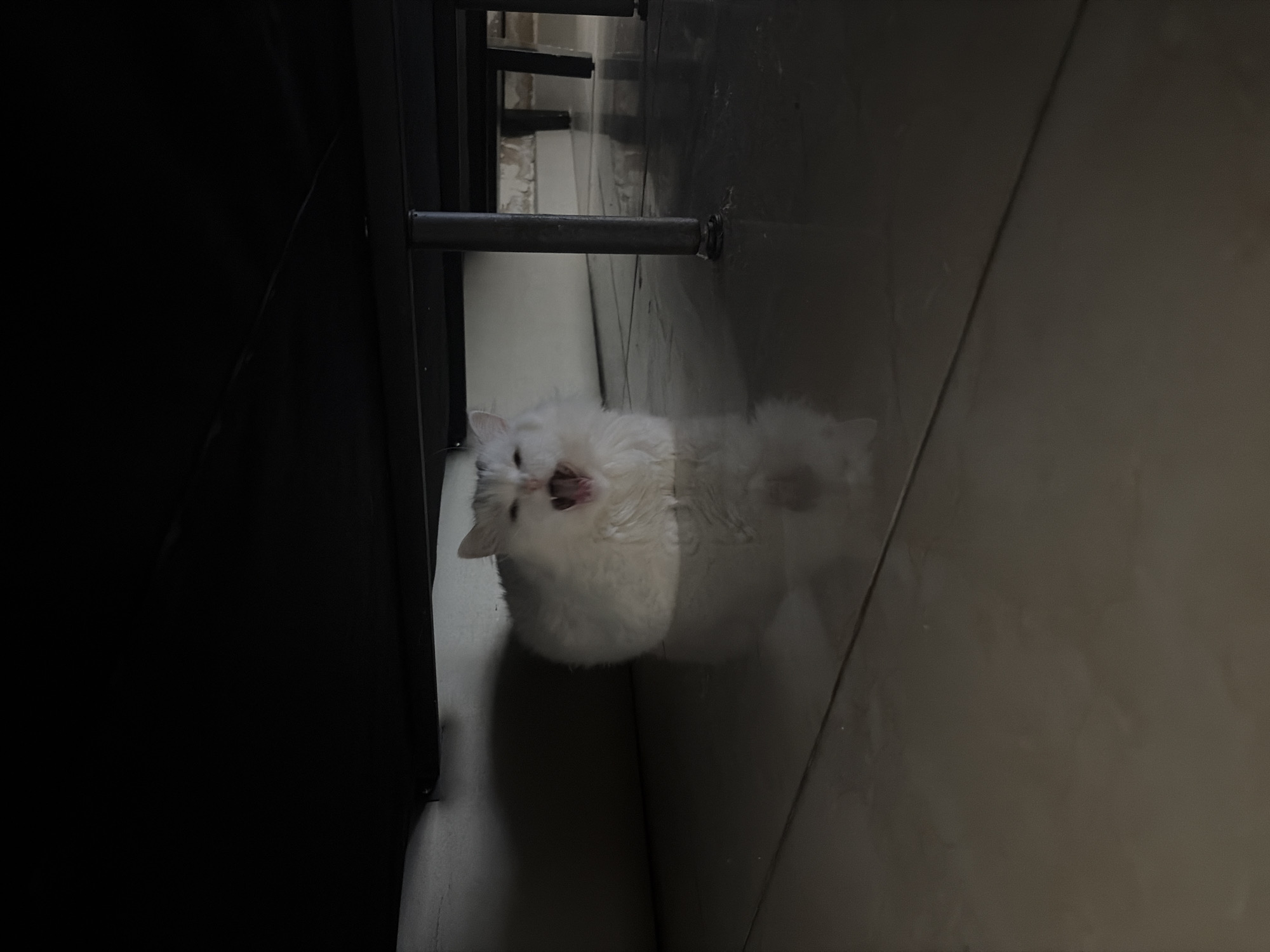 A fluffy white cat with light grey markings is pictured yawning widely under a dark piece of furniture. The cat is positioned centrally in the frame, with its mouth open to reveal its pink tongue and teeth. The floor beneath the cat is tiled and reflective, showing a faint shadow of the animal. The environment is dimly lit, with shadows cast by the furniture and a hint of a wall or padded surface in the background. The scene is devoid of human presence and any specific urban context.