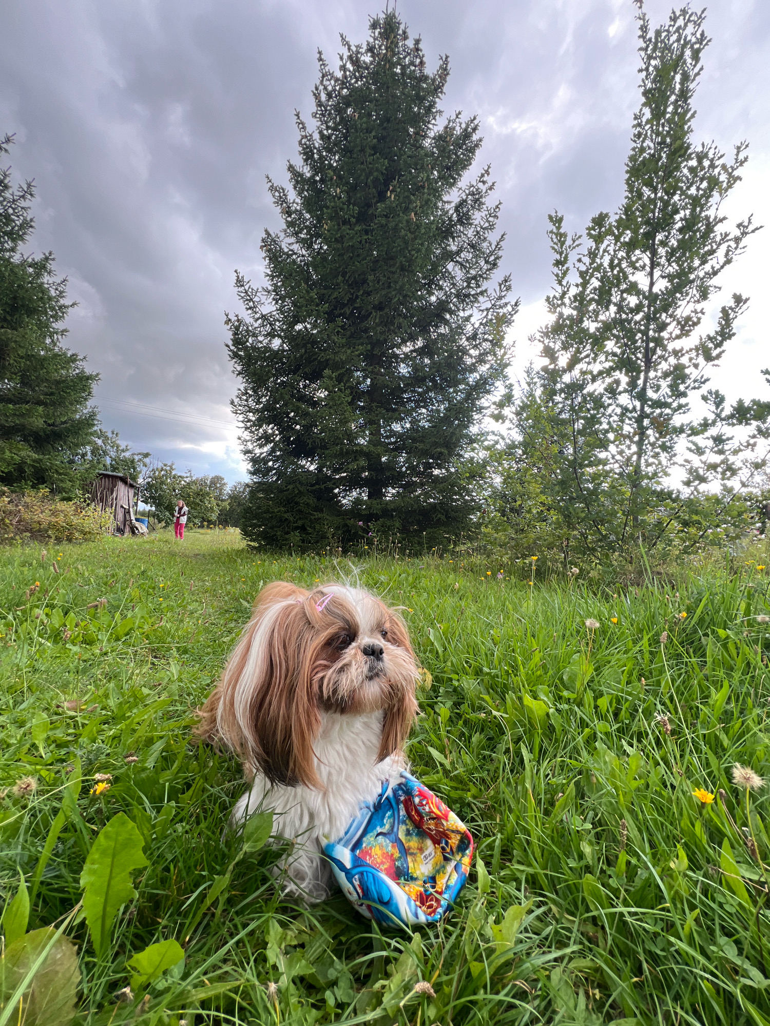 A Shih Tzu dog with white and brown fur, wearing pink barrettes on its head, sits in lush green grass in a yard. In front of the dog is a colorful cloth bag with a cartoon print. In the background, a person wearing a white top and pink pants walks away from the camera towards a small wooden shed. The yard is surrounded by tall evergreen trees and deciduous trees under a cloudy sky. The image appears to have been taken in Fasty, Poland.