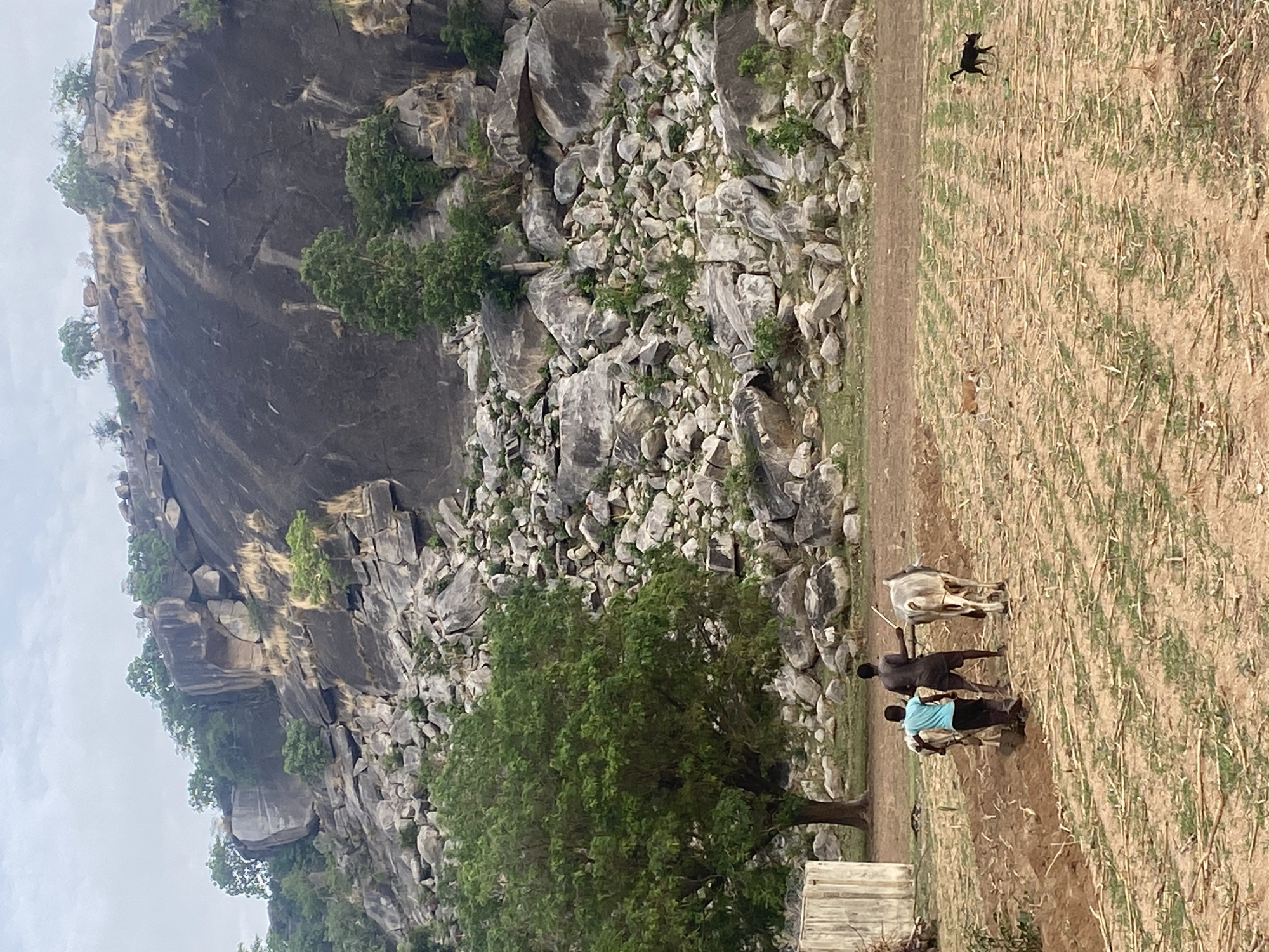 The image shows a rocky hillside in Gambar, Nigeria, with vegetation scattered among the rocks. At the bottom of the hill, there is a field of dry vegetation where two people are leading oxen. A black dog is visible in the upper right corner of the field. A tree is present in the lower center of the image near a concrete structure.