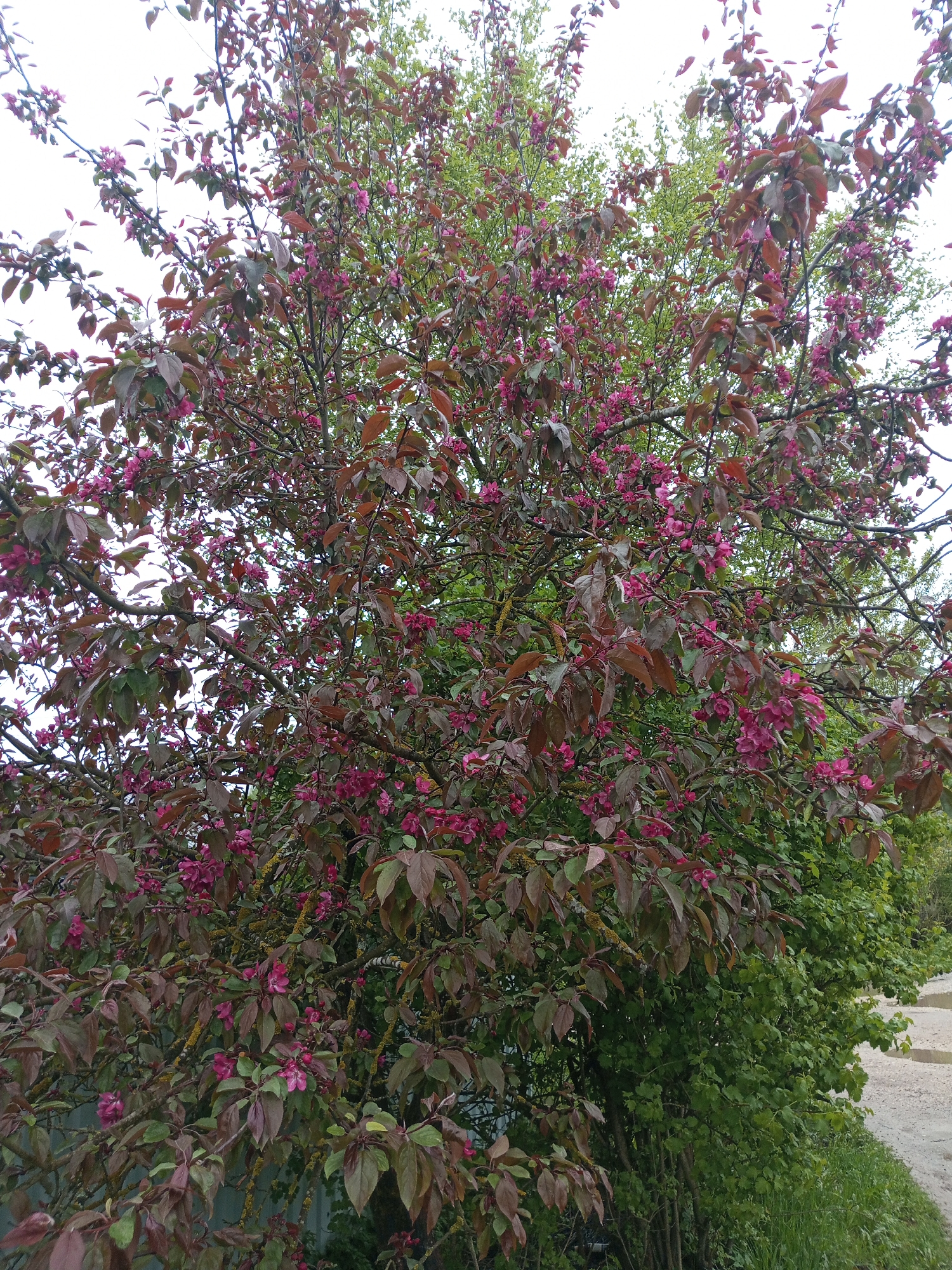 The image shows a tree with reddish-purple leaves and pink flowers. The tree is located in Kommunar, Russia. A green bush is visible behind the tree, and a dirt road is visible to the right. The sky is overcast.