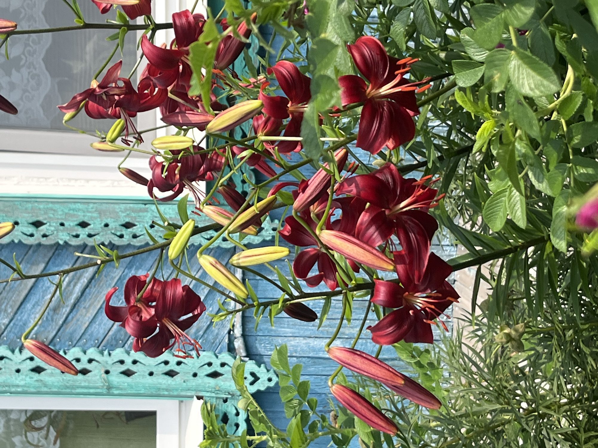 The image shows a close-up view of dark red lily flowers and buds in bloom. The flowers have prominent stamens and delicate petals. They are growing in front of a weathered, light blue wooden building with ornate decorative trim. The building has a window with white curtains visible. The overall scene suggests a garden setting, possibly in a rural or suburban area. The image is taken from a low angle, focusing on the floral elements and the texture of the building's wood. There are no people visible in the image. The lighting suggests it is daytime, with sunlight illuminating the flowers and casting shadows. The green foliage of the lilies and other plants fills the foreground and sides of the image.
