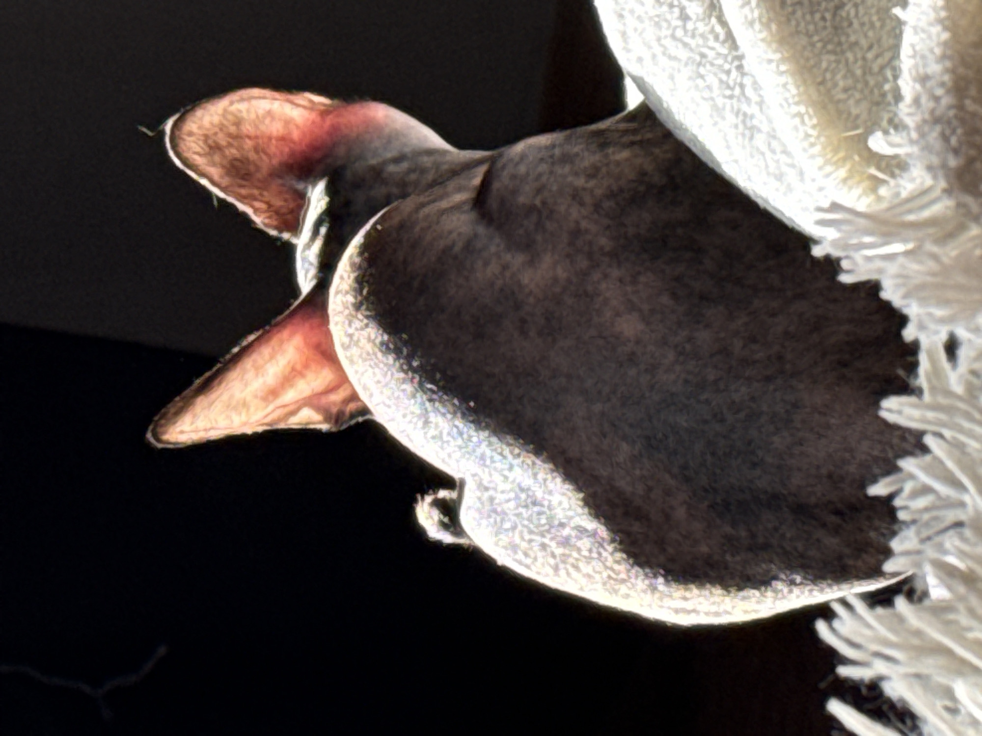 The image depicts a sphynx cat positioned next to a white textured object, possibly a blanket or similar textile. The cat has a pinkish, wrinkled ear, and its skin appears to be gray or brown. The background is dark, making the cat and the white object the focal points. The location is unknown.