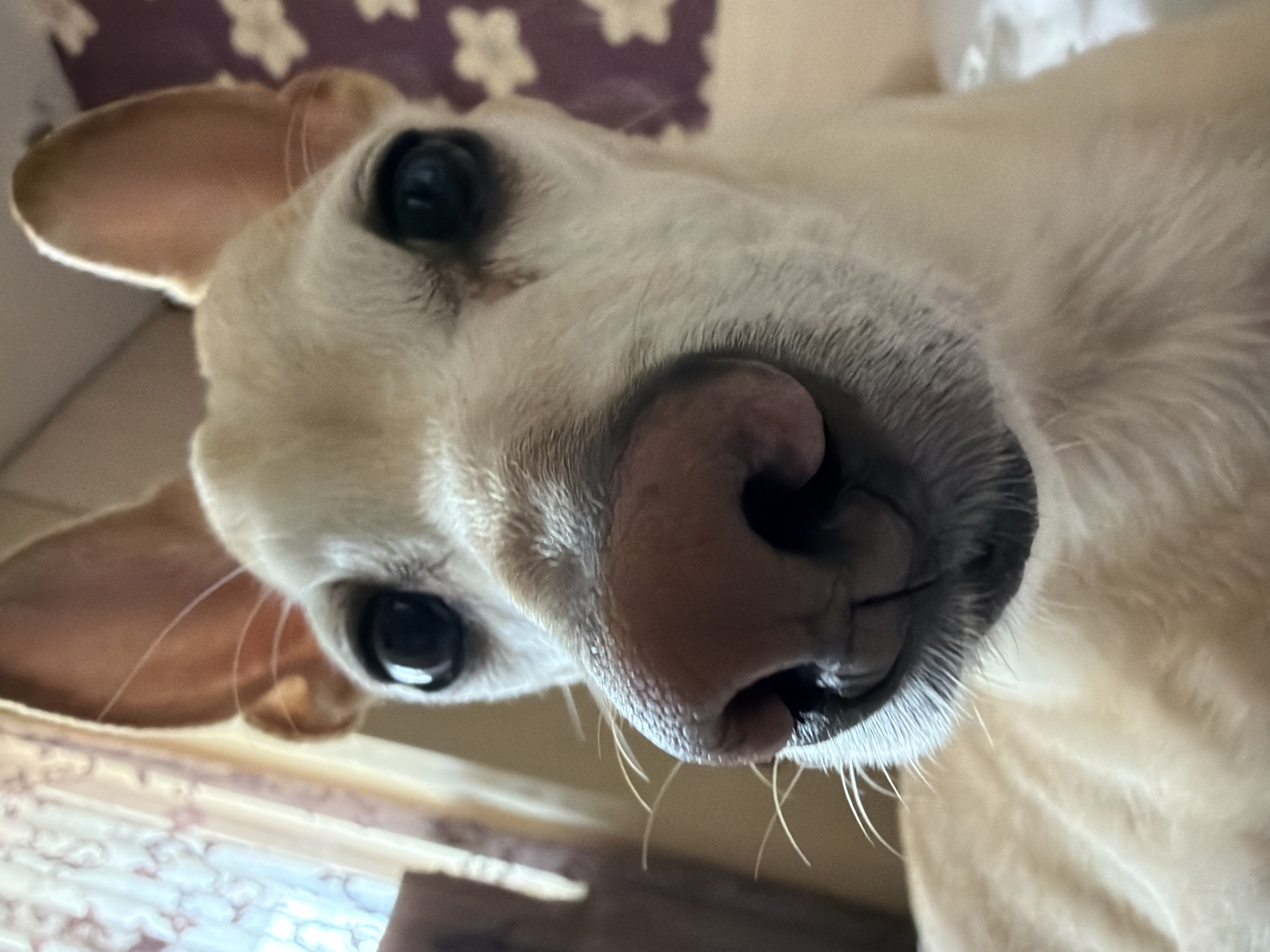 This is an extreme close-up, low-angle photograph of a light-colored dog's face, likely taken indoors in a residence in Plovdiv, Bulgaria. The dog, possibly a cream-colored Labrador or similar breed, has its wet, pinkish-brown nose prominently centered in the foreground, creating a wide-angle, almost fisheye effect. Its dark, reflective eyes are visible on either side of the snout, looking directly at the camera with an engaged and curious expression.
The dog's light fur is visible around its nose and cheeks, along with delicate whiskers protruding from its muzzle. Its floppy ears are partially visible on the left and upper left of the frame. The perspective suggests the dog is very close to the camera, perhaps sniffing it or looking up at the person taking the photo.
The background is soft and out of focus, indicating a shallow depth of field. Elements discernible include a blurred patterned fabric with light-colored star shapes on a darker, possibly purple or brown, background, likely a blanket or cushion. Other indistinct shapes hint at an indoor setting, possibly showing parts of a wall, window, or furniture. The lighting is soft and even, suggesting daytime conditions indoors. There is no visible text in the image.