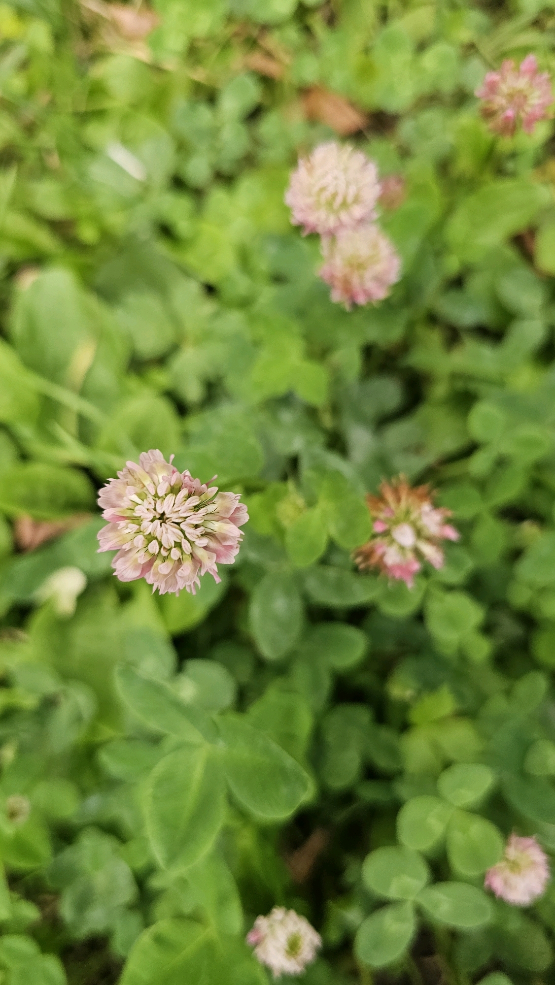 This is a close-up, vertical shot of pink clover flowers in a grassy area. The flowers are small and spherical with many delicate petals. They are surrounded by abundant green clover leaves. The background is out of focus, creating a soft, natural setting. The image appears to have been taken outdoors. The location is specified as Шишкино (Домодедово), Russia, suggesting a natural or park-like environment within that area. There are no people or animals visible in the image.