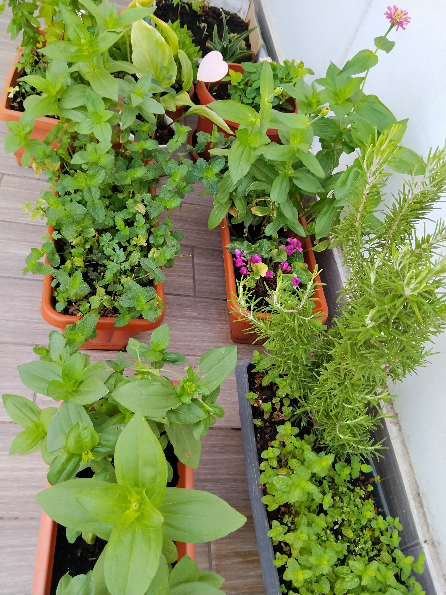 The image shows a collection of potted plants on a wooden deck next to a white wall, likely in a balcony or patio setting in Bitonto, Italy. The plants include various herbs and flowers, such as mint, rosemary, and what appears to be zinnias. Several terracotta pots and one dark gray planter are visible, filled with lush green foliage. One small pink flower with yellow accents is blooming at the top right. The scene is viewed from a slightly elevated angle, capturing the arrangement of the plants in an outdoor urban environment.