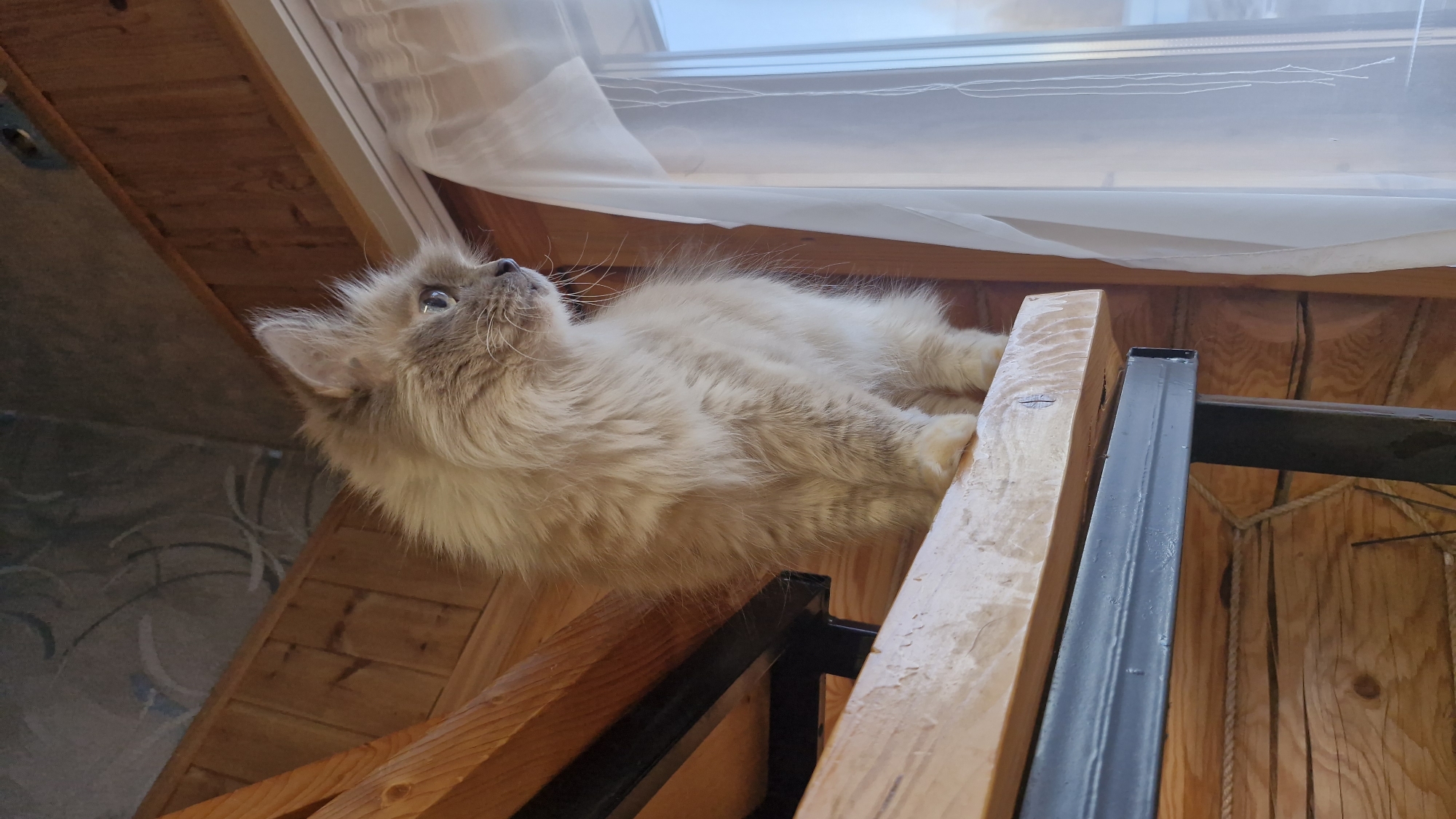 A fluffy, light-colored cat with prominent whiskers and light-colored eyes is the central subject of the image. The cat appears to be a long-haired breed, possibly a Ragdoll or similar. It is captured lying down on its side, looking intently upwards and slightly to the right, with an alert and curious expression.
The setting is indoors, featuring a rustic aesthetic dominated by various wooden elements. The cat rests on a surface made of light brown wooden planks. To the right of the cat, a sturdy wooden beam runs vertically, next to which is a black metal frame, possibly part of a railing or structural support. In the background, further wooden panels are visible, along with what appears to be a wall with a subtle, swirling pattern on the far left.
Above the cat and the wooden structures, a window is visible, partially obscured by a sheer white curtain. Bright ambient light streams in through the window, indicating it is daytime. The soft lighting highlights the cat's fur and the textures of the wood. No specific activities other than the cat's attentive observation are taking place. There is no visible text in the image. The overall atmosphere conveyed is one of quiet contemplation or curiosity from the cat in a cozy, natural-toned interior.