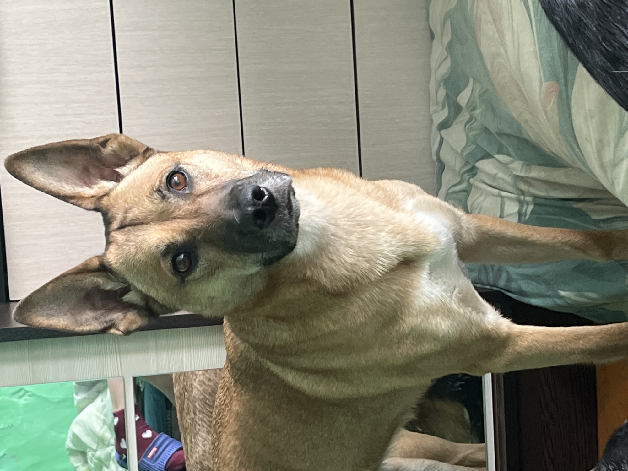 A medium-sized, light brown dog with erect ears and a black nose is gazing directly at the camera with its head tilted to the left. The dog is indoors, positioned in front of a light-colored wall with vertical lines. To the right of the dog, there is a bed with a patterned, light blue and white bedspread. Reflections are visible on a surface, but the details are not discernible. The city of Nizhny Tagil, Russia is not represented in this image.