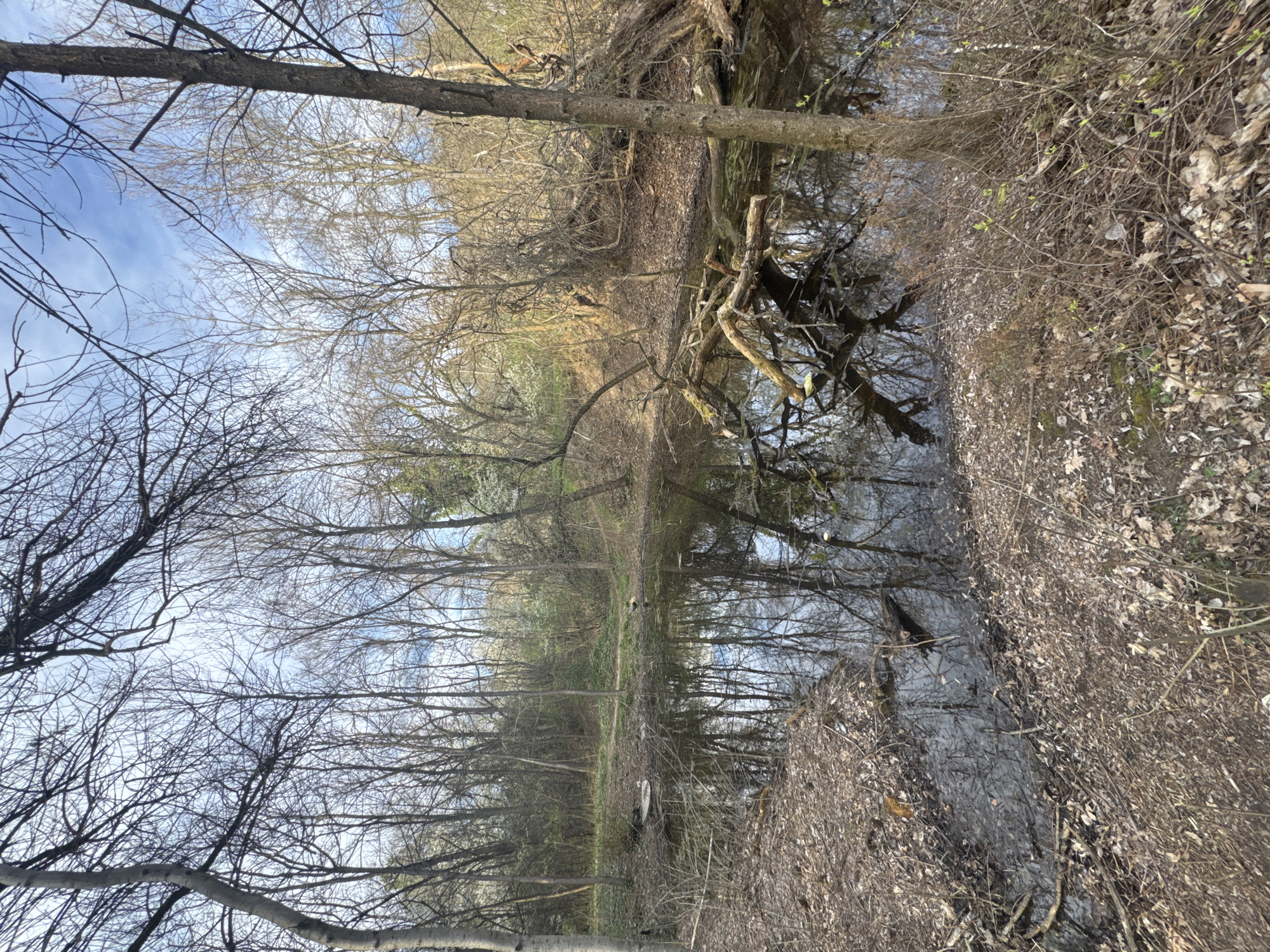 The image shows a forest scene, potentially a flooded area or a body of water such as a small river or stream running through the woods. There are many bare trees without leaves, characteristic of late autumn, winter, or early spring. The ground is covered with fallen leaves and brush. The location is unknown as it's not possible to infer from the image if it's in Sofia or Bulgaria.