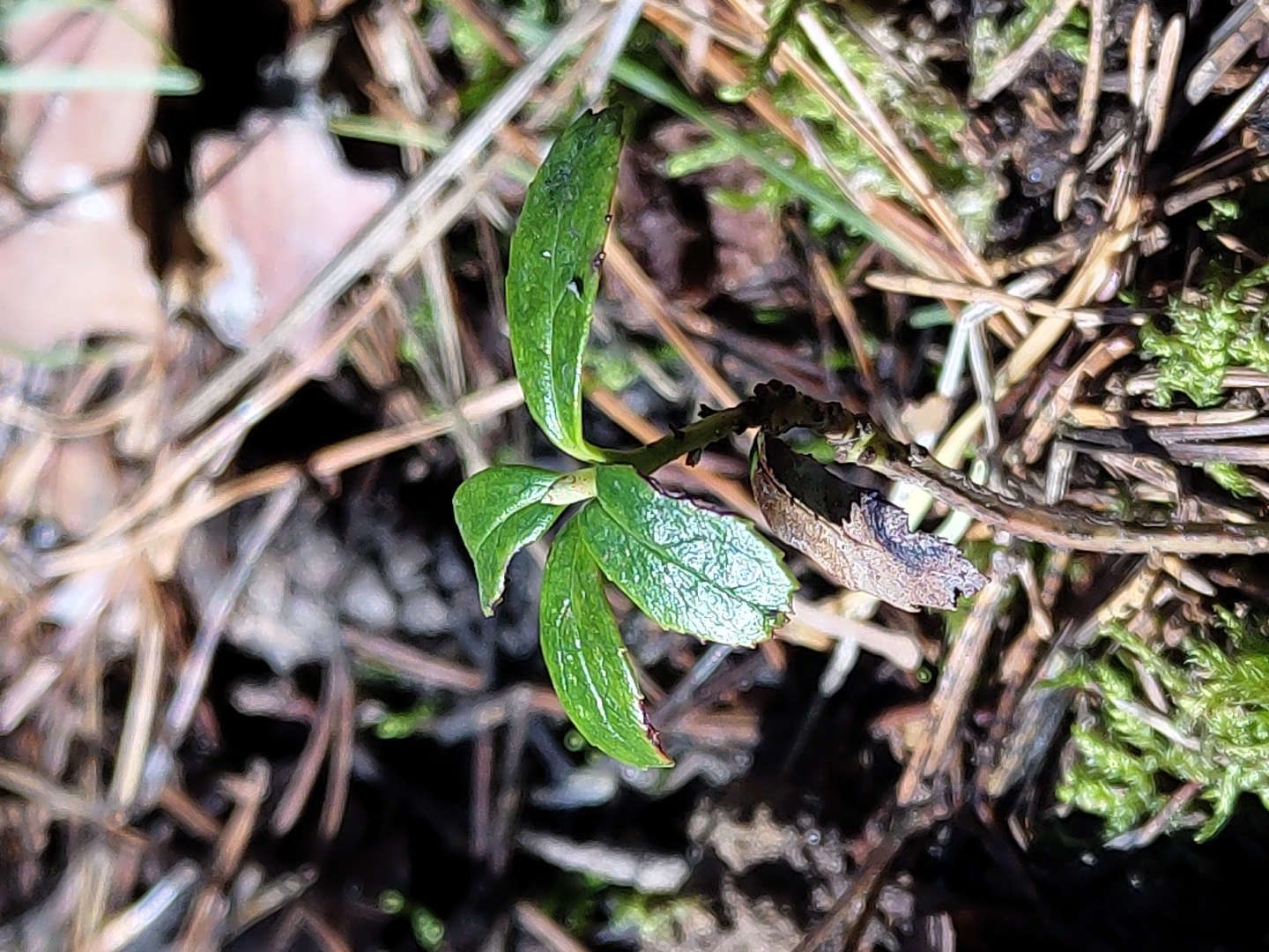 This close-up image presents a small, vibrant green plant growing on the forest floor in Chaikovsky, Russia. The plant, possibly a young sprout or low-lying perennial, features several oval-shaped, glossy green leaves. One leaf on the stem appears partially dried and brown, contrasting with the fresh green foliage. The plant is rooted amidst a natural carpet of forest debris, including numerous fallen dry pine needles and small twigs. Patches of bright green moss are also visible, intermingling with the other ground cover elements. The overall color palette is dominated by greens and browns, characteristic of a natural, possibly wooded environment. The lighting suggests it is daytime, with some areas appearing more brightly lit than others. There are no people, explicit activities, or visible text in the frame. The image captures a static, detailed view of the forest undergrowth.