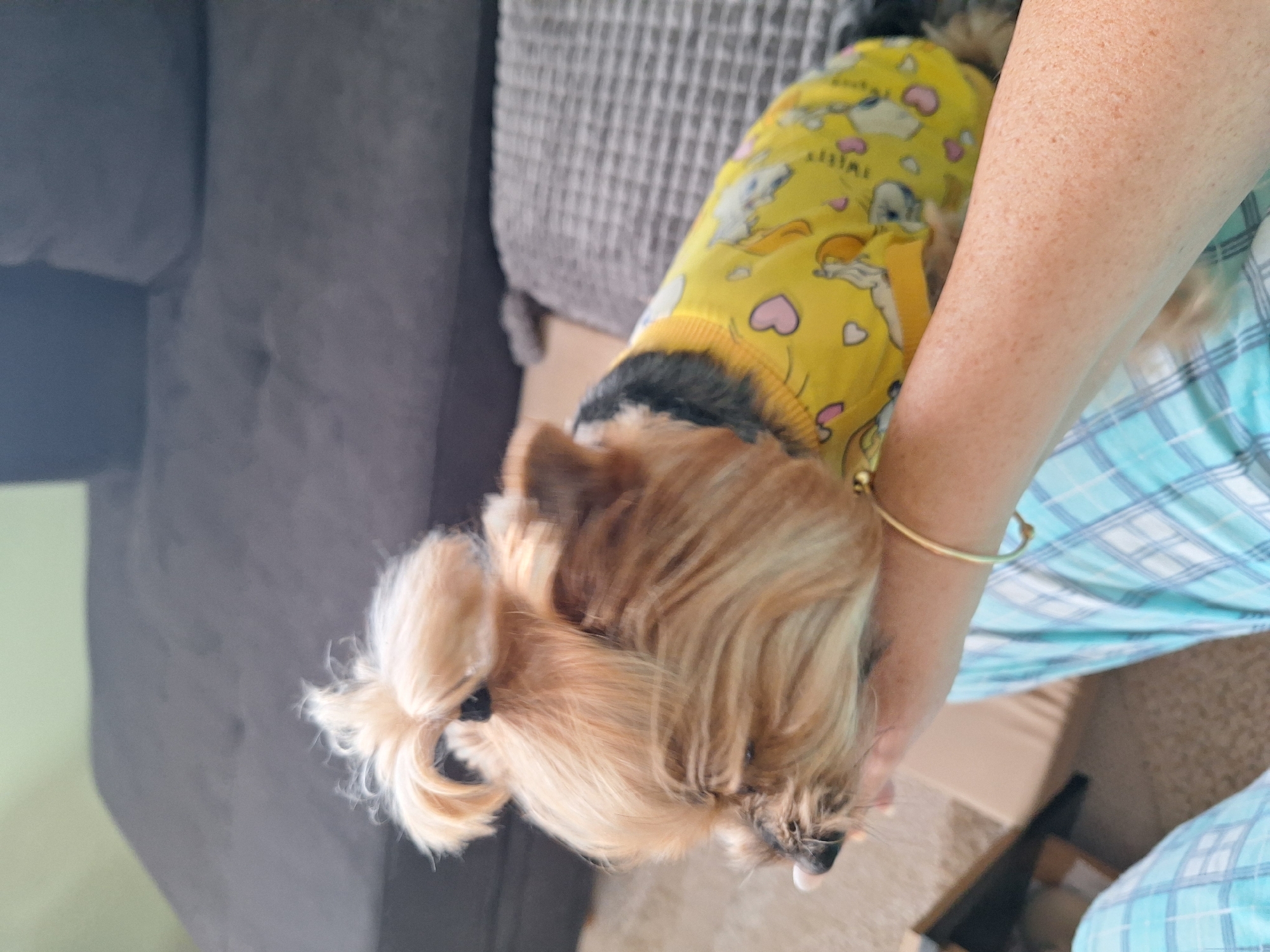 The image shows a small dog, possibly a Yorkshire Terrier, wearing a yellow sweater with heart and cartoon designs. It is being held or petted by a person wearing light blue plaid pajama pants. The person has fair skin with freckles and is wearing a gold bracelet. The background includes a gray couch and what appears to be a rug. The photo was likely taken indoors. There is no visual evidence to suggest the location is Montana, Bulgaria.