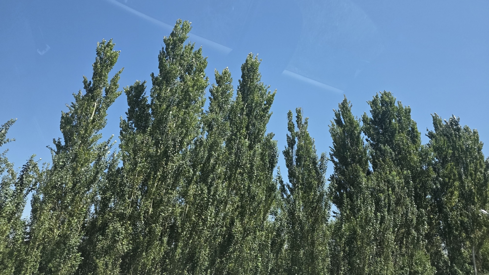 The image shows a row of tall, green trees against a clear blue sky. The trees appear to be deciduous, with dense foliage. There are some subtle reflections on the surface of what appears to be a window, suggesting the photo was taken from inside a vehicle or building. The overall impression is one of a sunny day in an urban or suburban environment, likely in Birdik, Kyrgyzstan, given the context. No people or specific landmarks are visible.