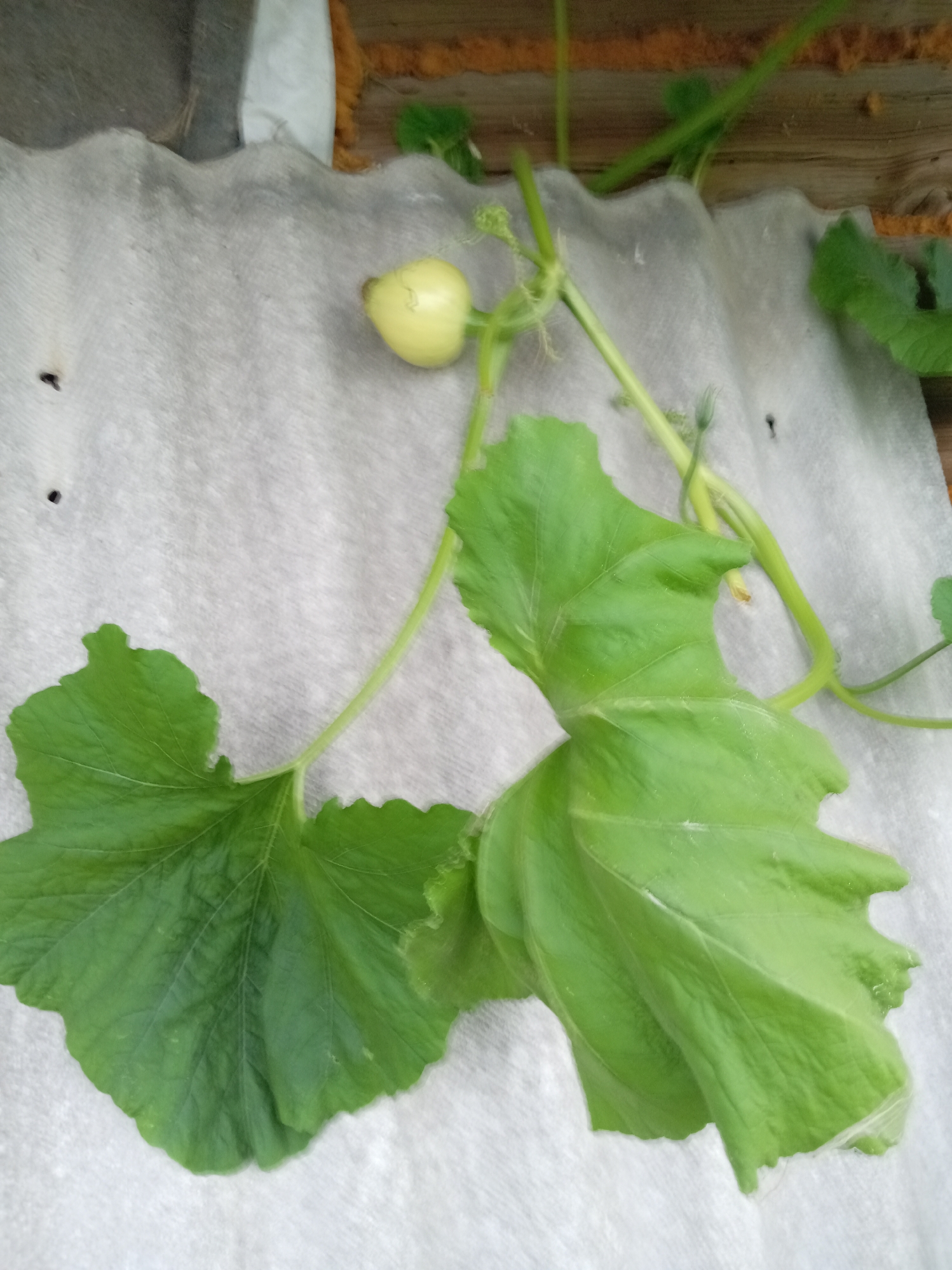 An overhead, slightly angled, close-up shot shows a small, pale yellow, unripe squash or gourd with a stem and several large, green leaves. The plant is growing on a corrugated, light gray surface that resembles roofing material. In the background, there is a wooden structure and some fuzzy orange material. The scene is outdoors, likely in a garden or rural setting in Тумілавіцкі сельскі Савет, Belarus, given the context provided. The lighting is natural and somewhat diffused.