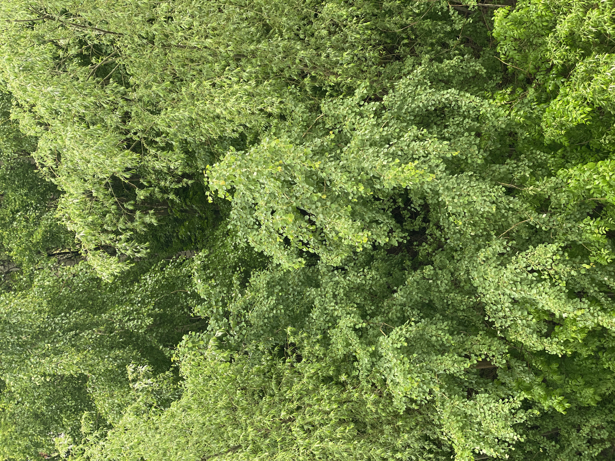 The image is a close-up, overhead shot of a dense canopy of green trees. The leaves are a mix of shades, suggesting different species or stages of growth. Thin branches can be seen interspersed throughout the foliage. The location is Kazan, Russia, though this is inferred from the prompt. The image offers a purely botanical view.
