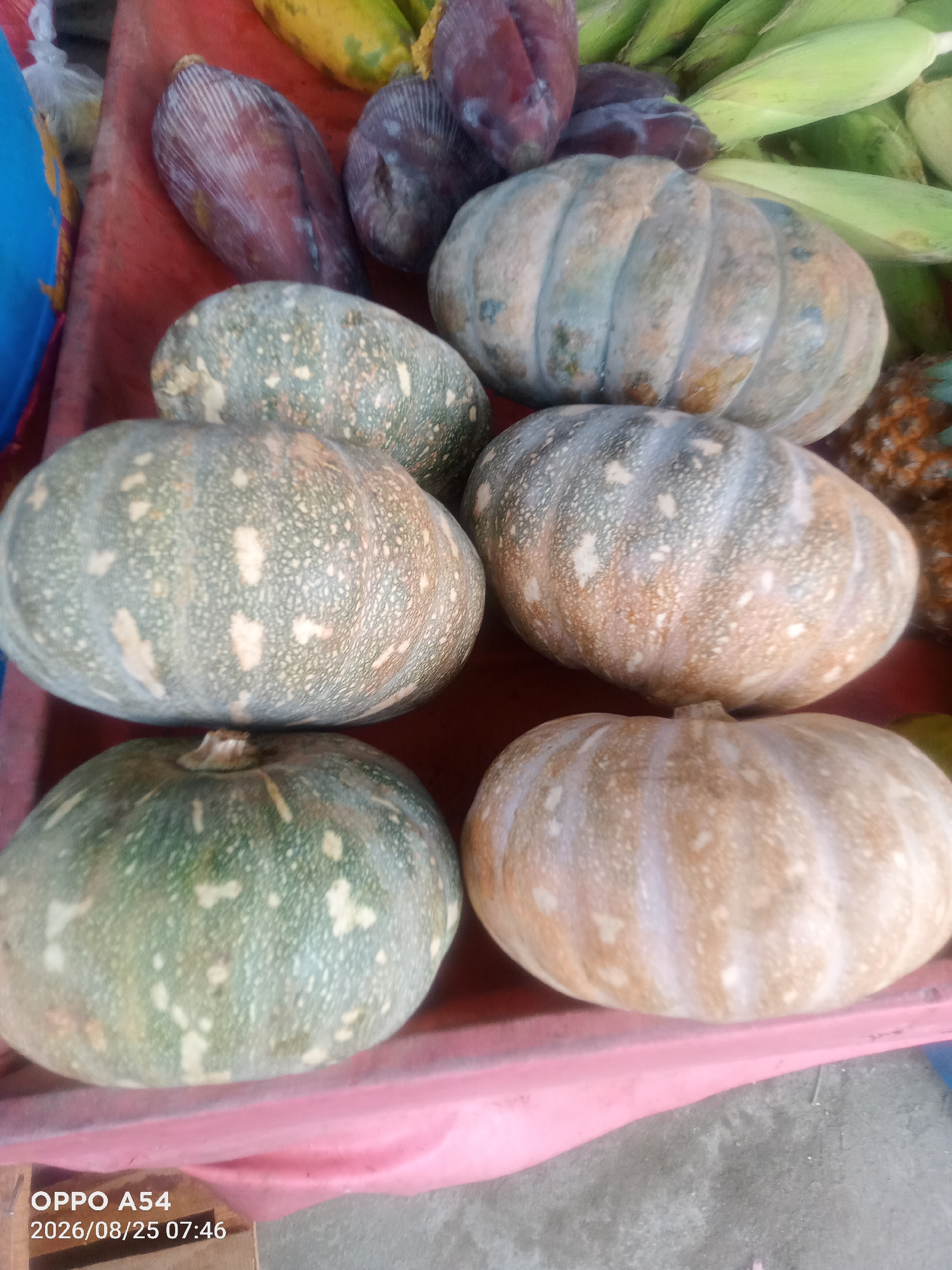A top-down shot shows a market stall in Jambi, Indonesia, displaying a variety of fruits and vegetables. In the foreground, six pumpkins of varying sizes and colors are arranged in two rows. The pumpkins are mostly green with speckled white and brown patches, and some appear to have light brown streaks. Behind the pumpkins, a bunch of corn on the cob with green husks is visible. To the left, a dark purple banana blossom or flower is prominently featured. Further back and to the right, parts of what appear to be plums and possibly a pineapple can be seen. The stall itself has a red surface in the background and a pink cloth or plastic covering in the foreground. A timestamp overlay on the bottom left corner reads "OPPO A54 2026/08/25 07:46".