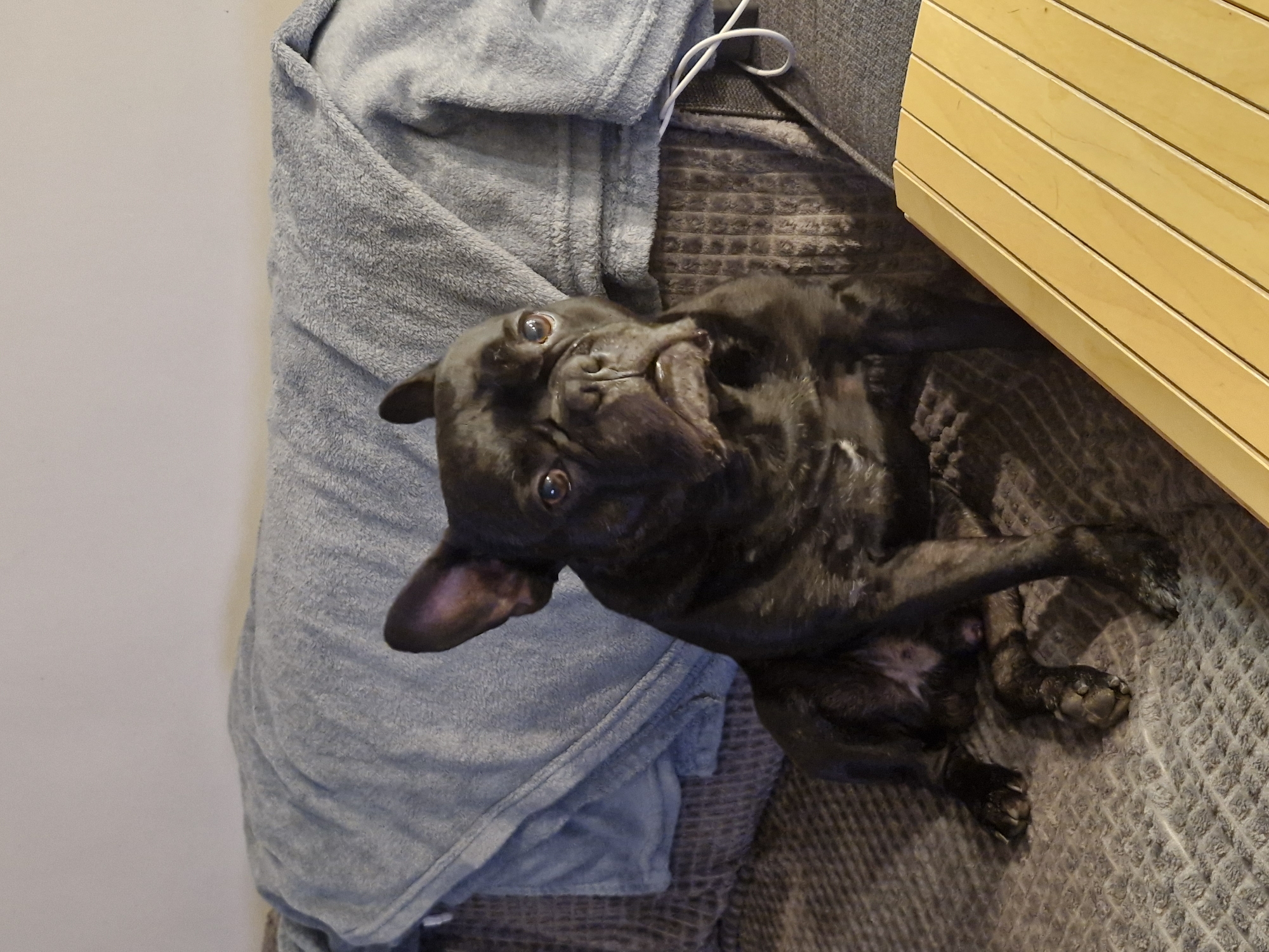 A black French Bulldog lies on a grey patterned blanket next to a light wooden surface, possibly a piece of furniture. The blanket is draped over a light-blue folded material, potentially a blanket or clothing item. A white cord is visible near the blue material. The dog is lying on its side, looking upwards with its head tilted. The background consists of a plain, light-colored wall. The location is unknown, but it can not be confirmed to be in the city of Plovdiv, Bulgaria, based on the image's contents.