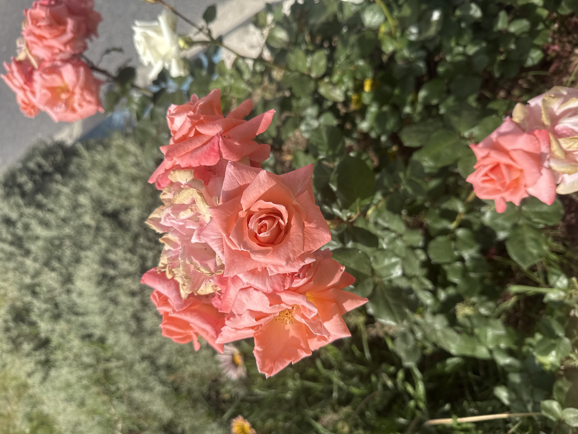 The image features a cluster of peach-colored roses in full bloom, with some petals showing signs of age. The roses are surrounded by green foliage, suggesting they are part of a garden or natural setting. In the background, there is a hint of a concrete surface and more greenery, implying the location is an urban area. The composition is a close-up, focusing on the roses as the primary subject.