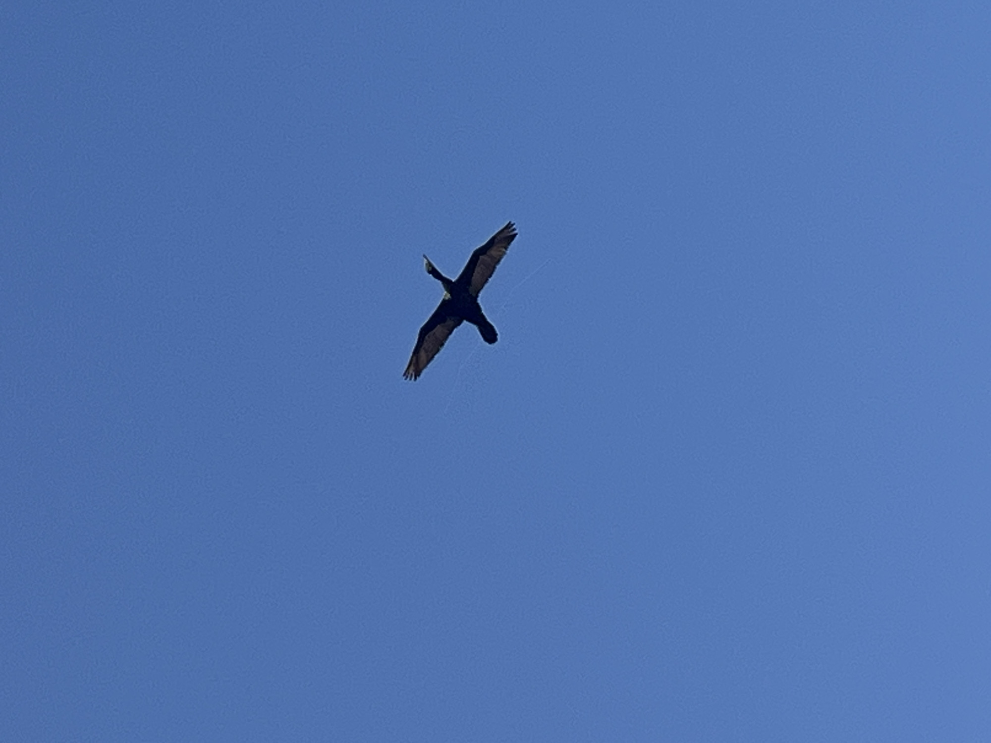 A bird with outstretched wings is flying against a clear blue sky. The bird is dark-colored and appears to be medium to large in size. Fine, semi-transparent lines, potentially spider silk, are visible just below the bird's body. Given the context of Arica, Chile, it is plausible that this scene was observed in the city or its immediate surroundings.