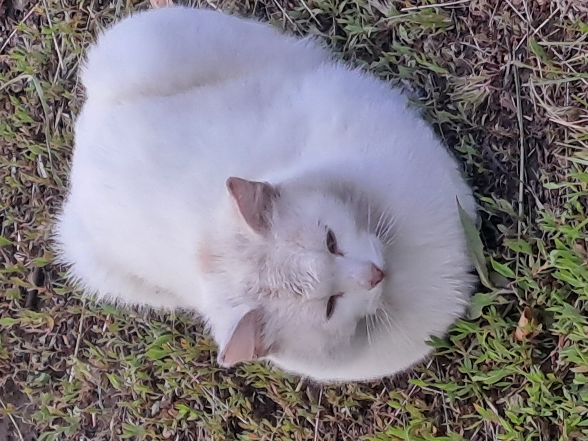 A serene white cat is the sole subject of this image, captured resting comfortably outdoors. The feline is curled into a tight, circular shape, often referred to as a "cat loaf," indicating a state of relaxation or sleep. Its fur is a pristine white, appearing soft and dense, with delicate pinkish-brown ears. The cat's head is tilted upwards and slightly to the right, revealing its partially closed amber or light brown eyes, suggesting it is drowsy or contemplating. Subtle reddish-brown accents are visible around its nose and possibly on its face, which could be natural pigmentation or light dirt.
The cat is situated on a natural ground surface, typical of an outdoor setting in Полянки, Russia. The ground cover consists of sparse, short green grass interspersed with patches of brown soil, dried leaves, and thin, dark plant stems. This creates an unmanicured, natural environment for the resting animal. The lighting suggests it is daytime, with a soft and even illumination that highlights the cat's features without harsh shadows, implying mild weather conditions. No human presence or artificial objects are visible, and there is no text present in the image. The overall mood conveyed is one of peace and quiet contentment.