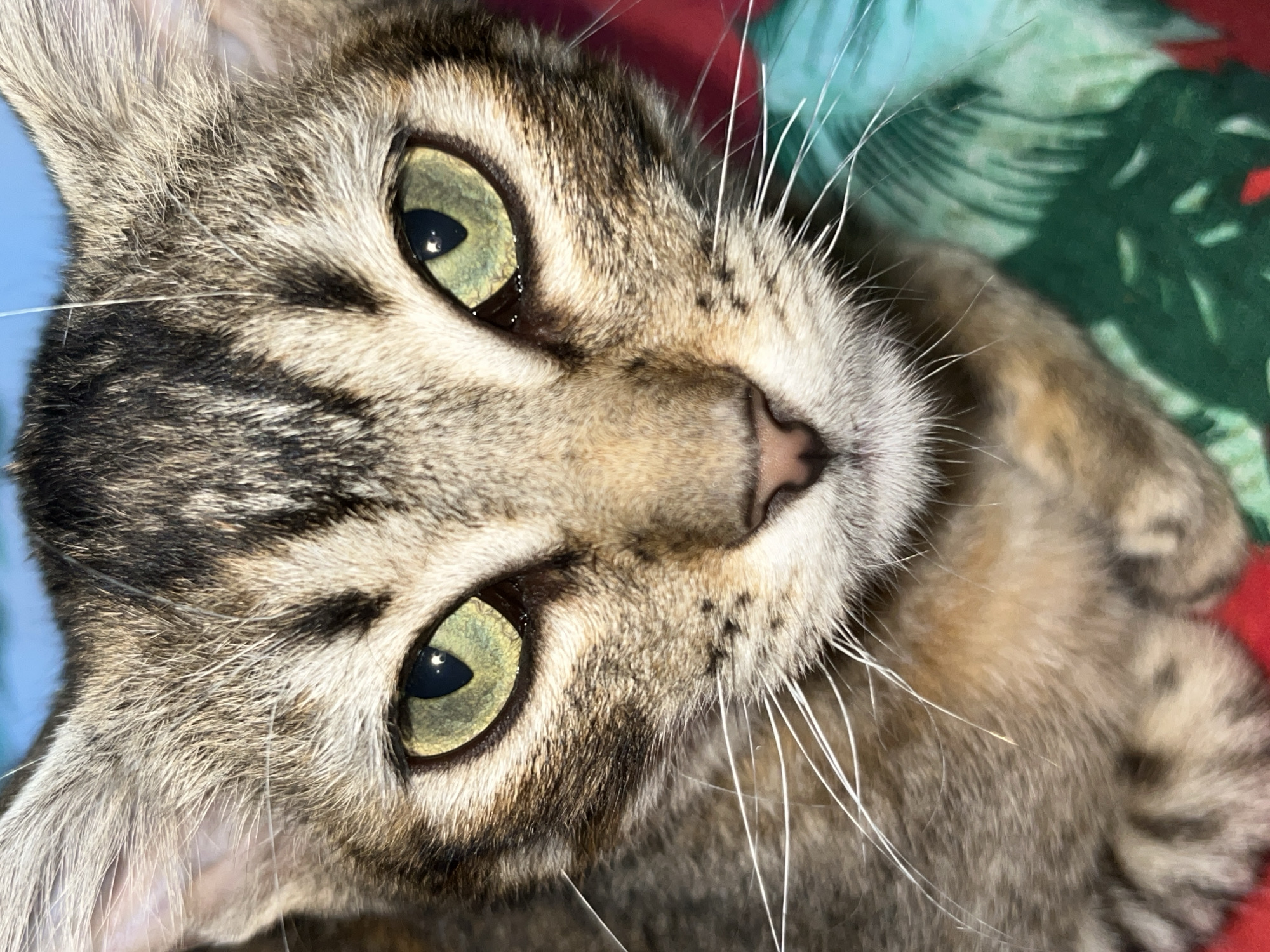 A close-up shot of a tabby cat's face. The cat has green eyes, a pink nose, and white whiskers. The background consists of a patterned fabric. The location is Tinaquillo, Venezuela.