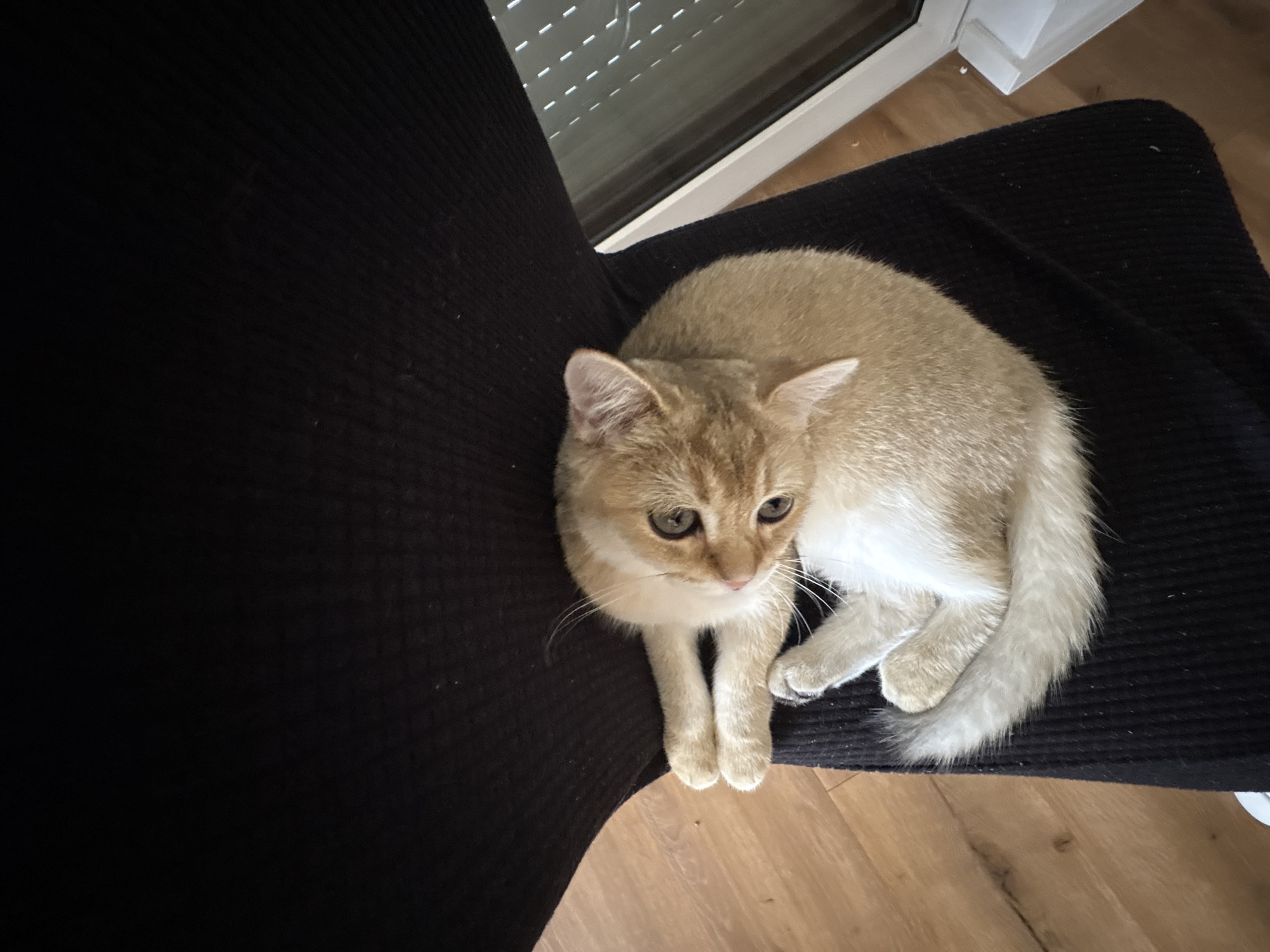 A light-colored cat with orange tabby markings is curled up on a black chair in Bönnigheim, Germany. The cat is facing right and looking up and to the left. Its paws are tucked beneath its body, and its tail is wrapped around it. The chair is made of a textured fabric and is positioned on a wooden floor. To the right of the chair, a white window frame with blinds is visible. The lighting suggests it is daytime.
