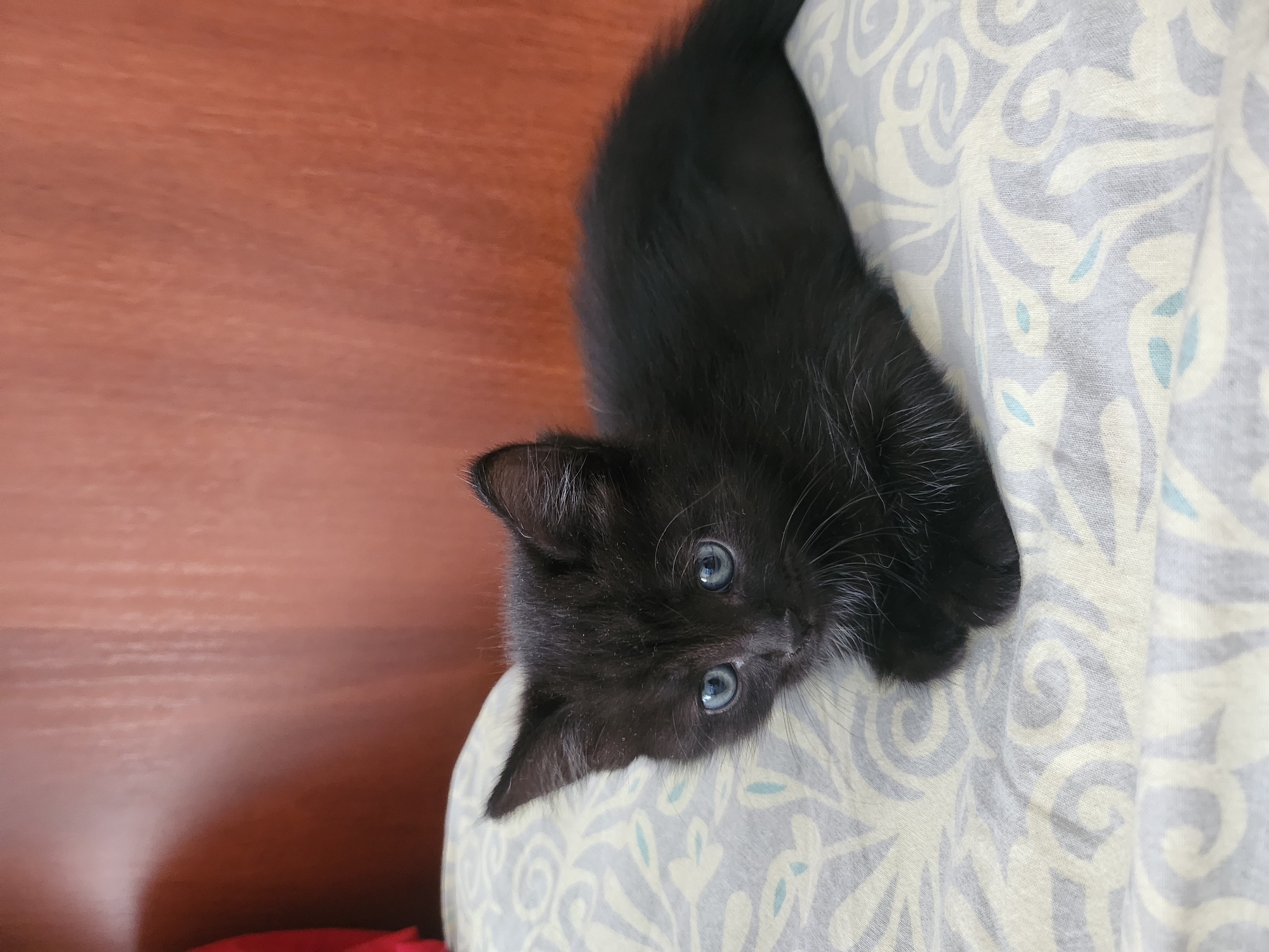A black kitten with light blue eyes lies on a patterned pillow. The kitten's head is tilted to the left, and its gaze is directed at the camera. A wooden surface is visible in the background. The city and location are Unknown.